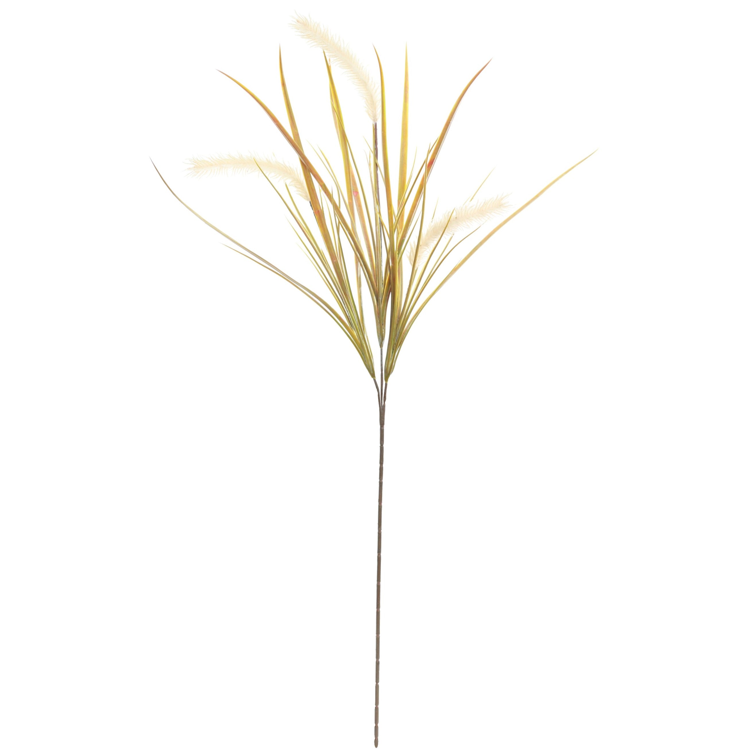 Pampas Grass Stem