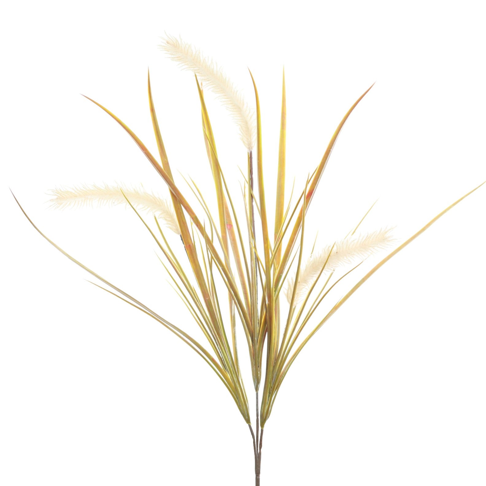 Pampas Grass Stem