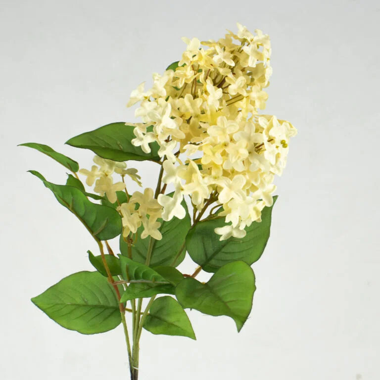 Lilacs Flower - Cream