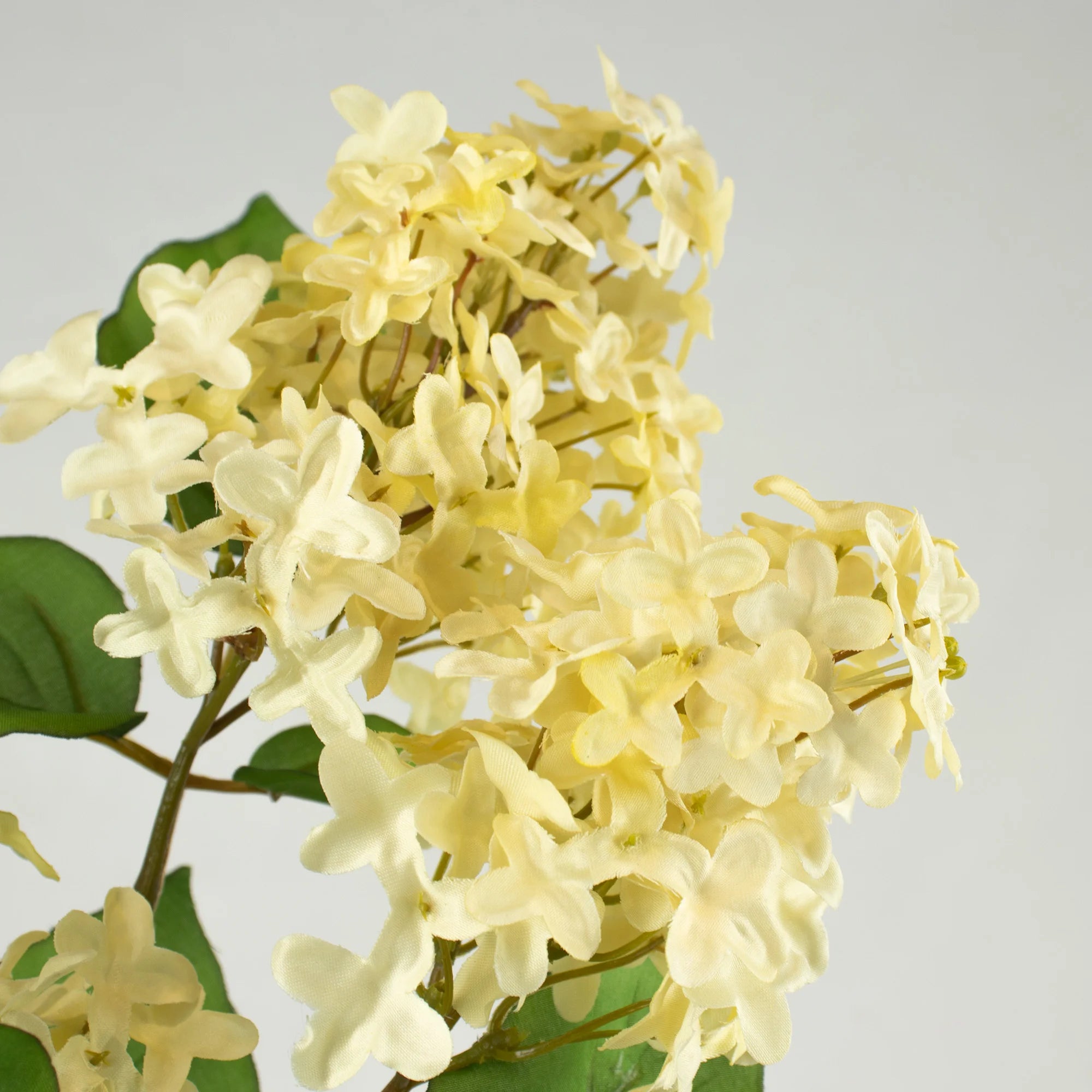 Lilacs Flower - Cream