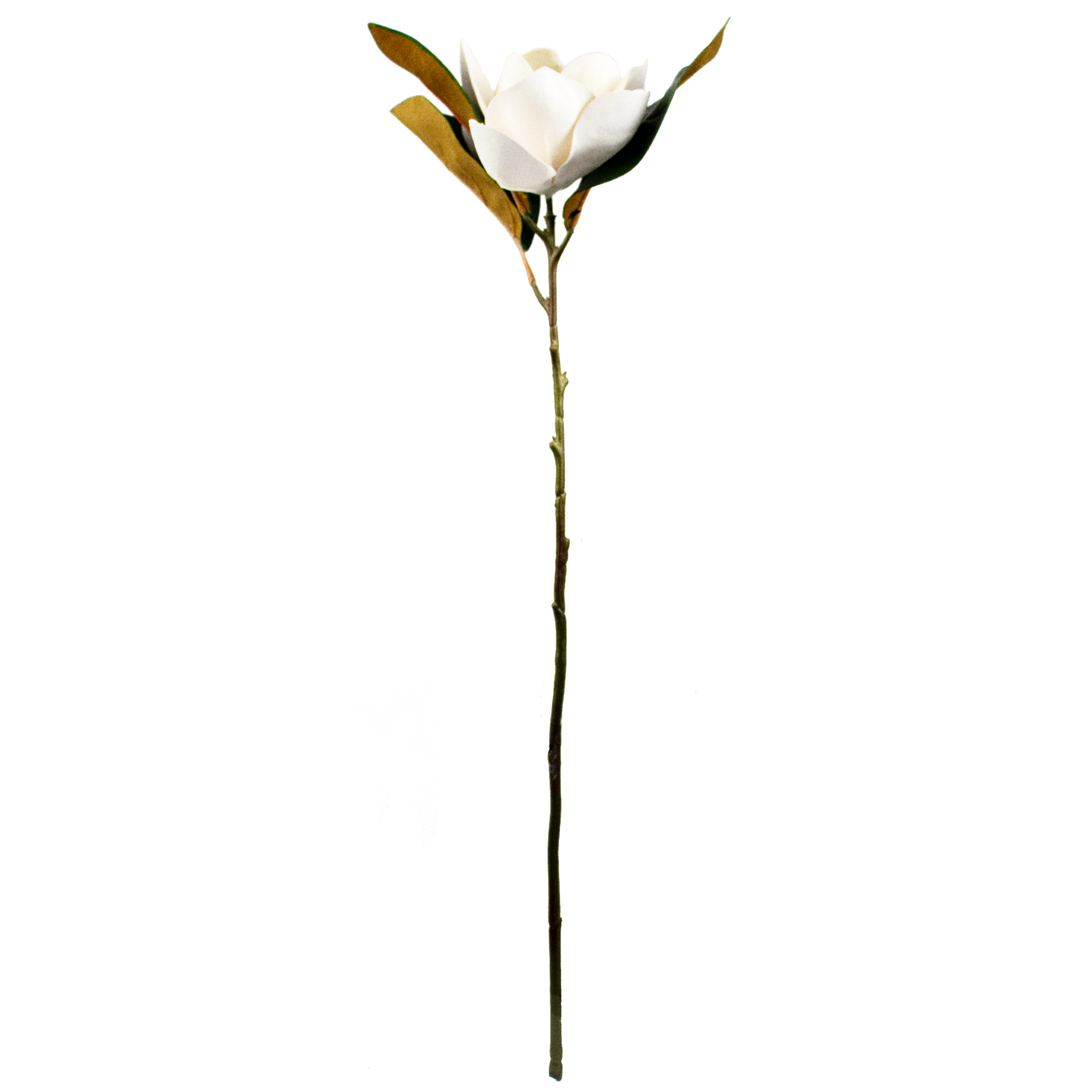 Magnolia Stem - White
