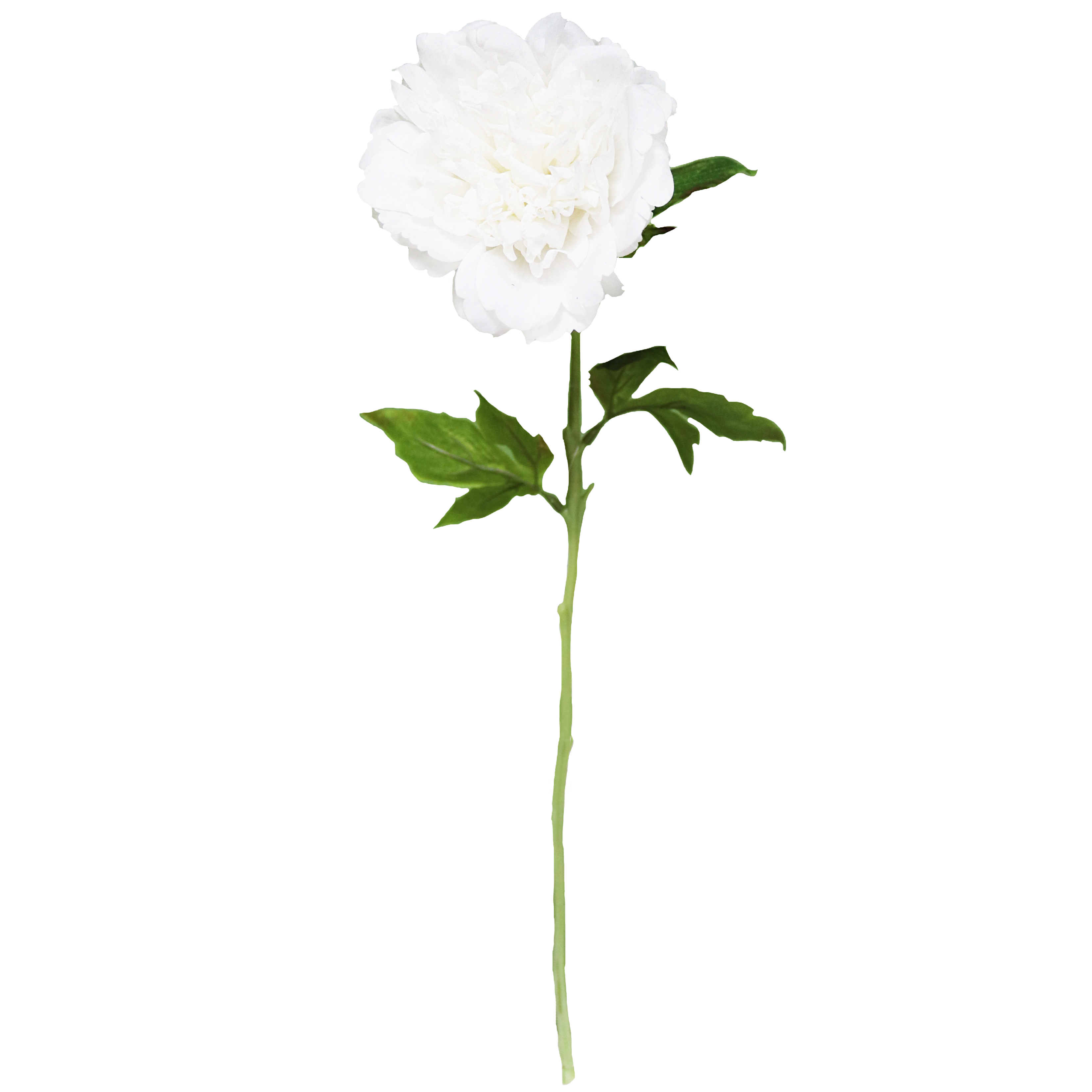 Peony Stem - White Real-Touch