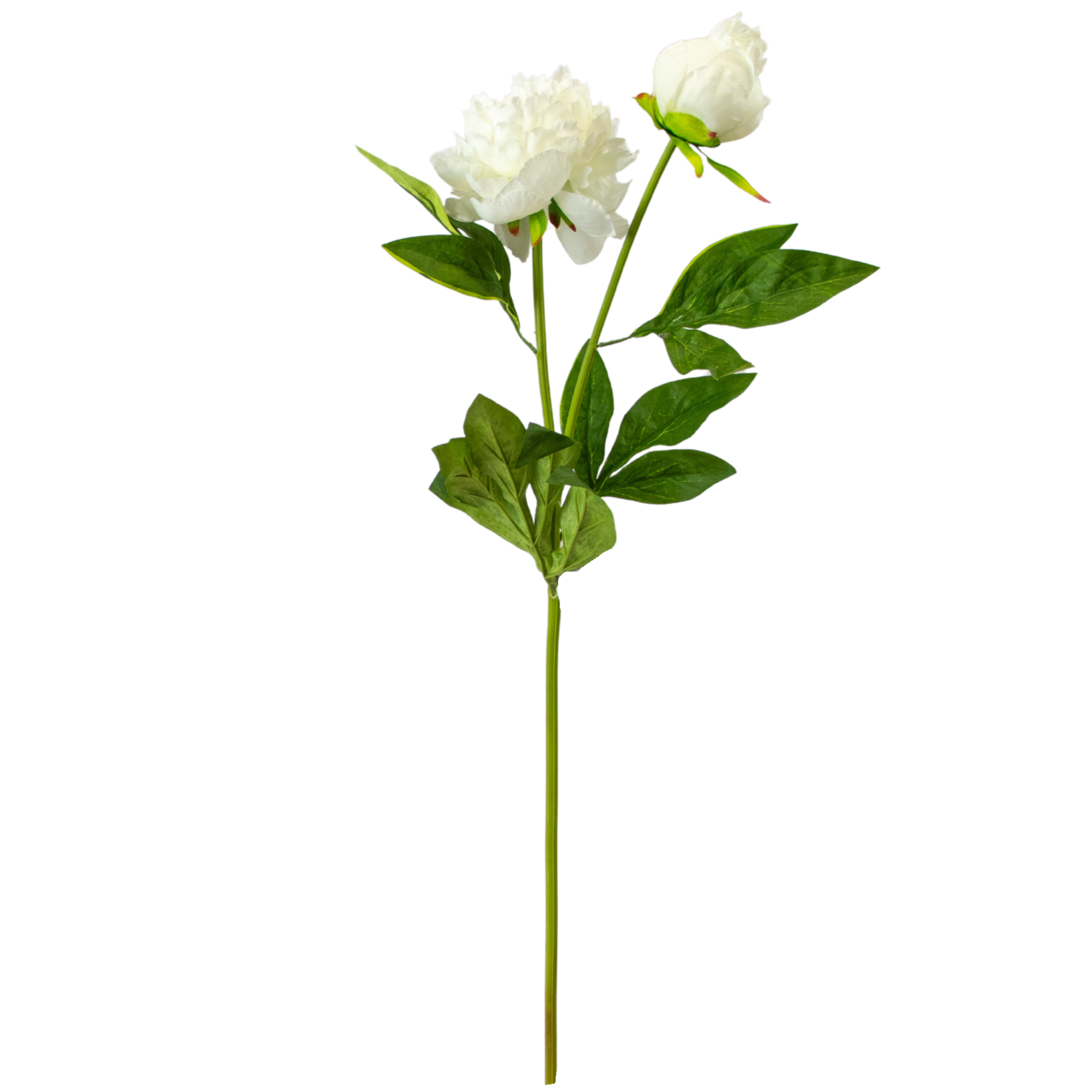 Peony With Leaves - White