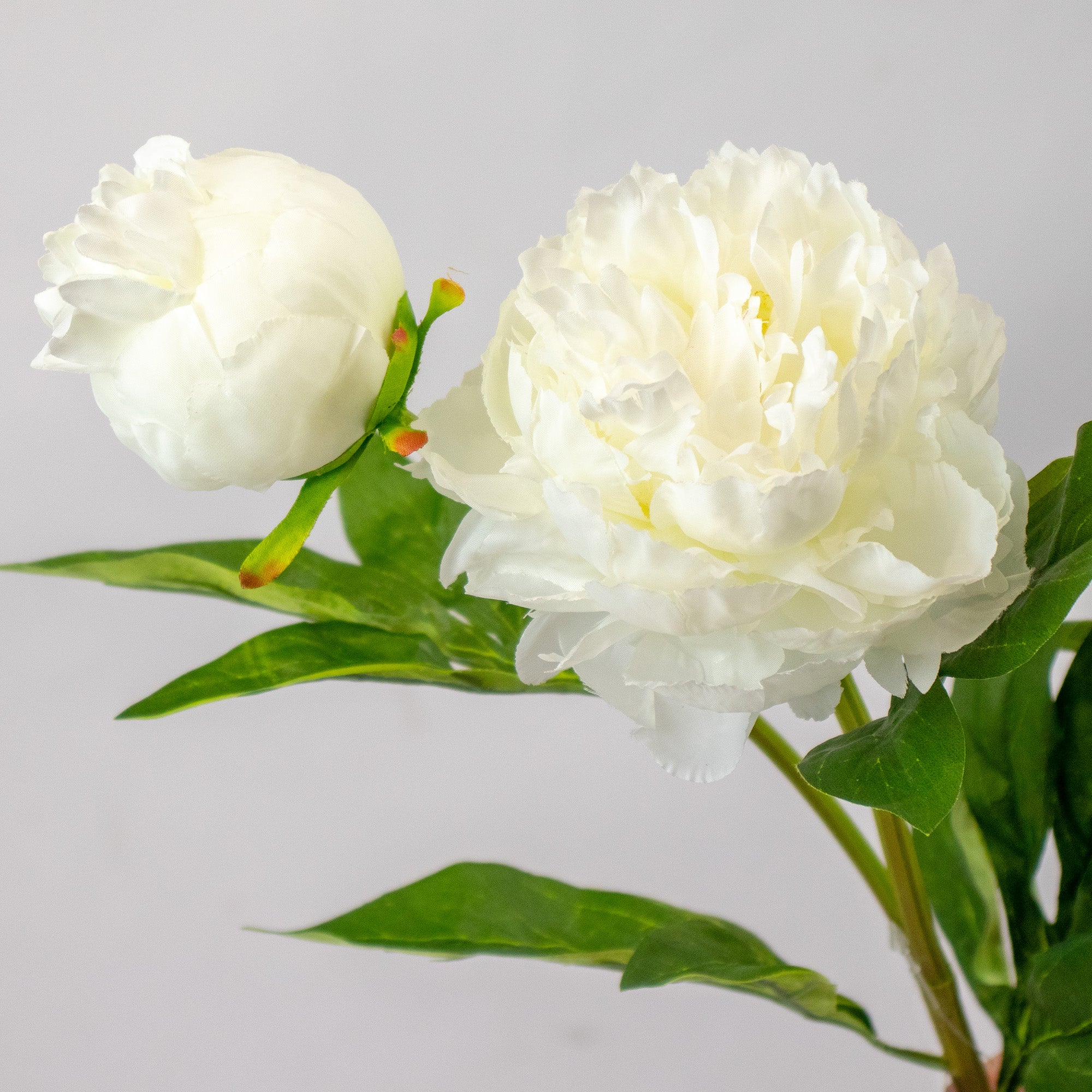 Peony With Leaves - White