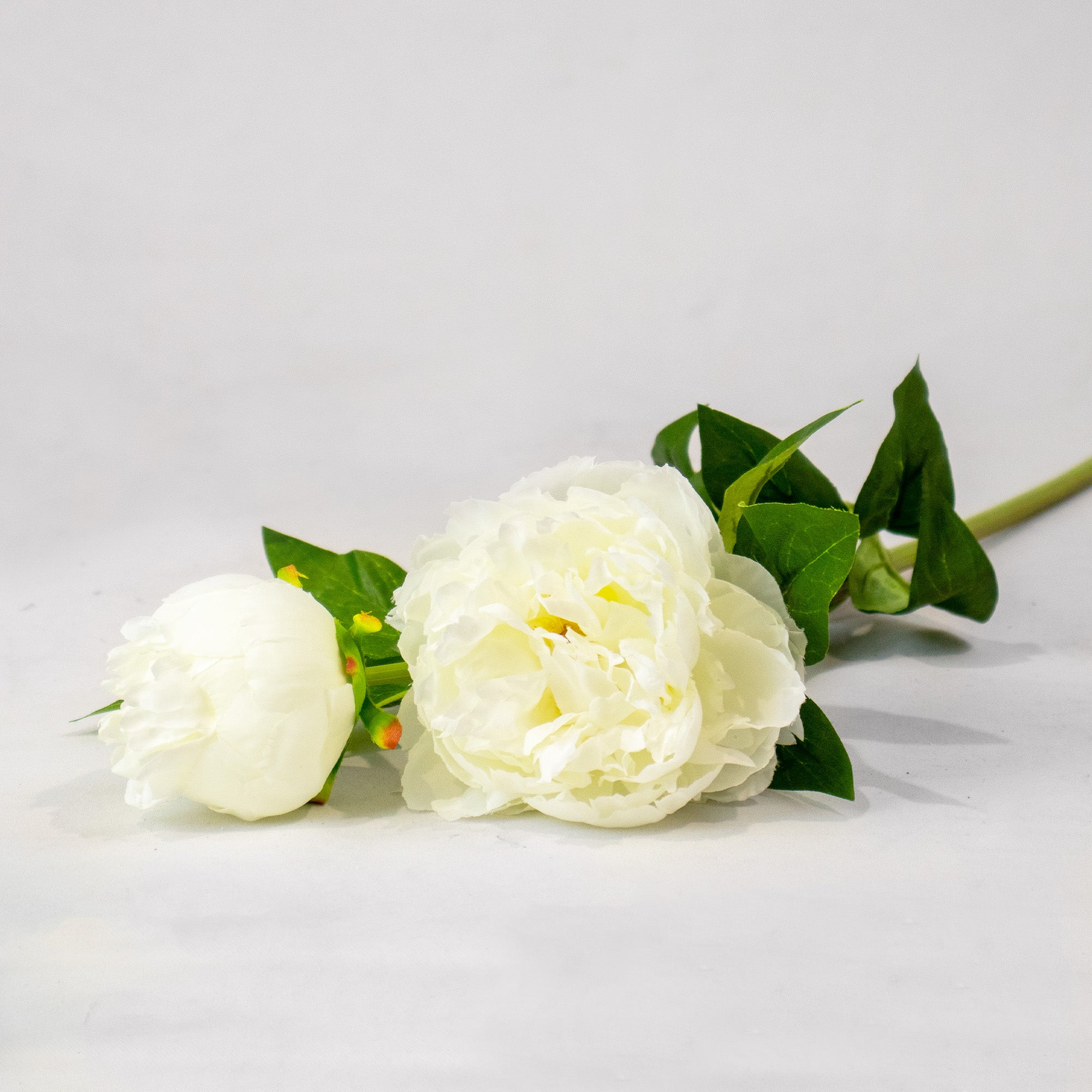 Peony With Leaves - White