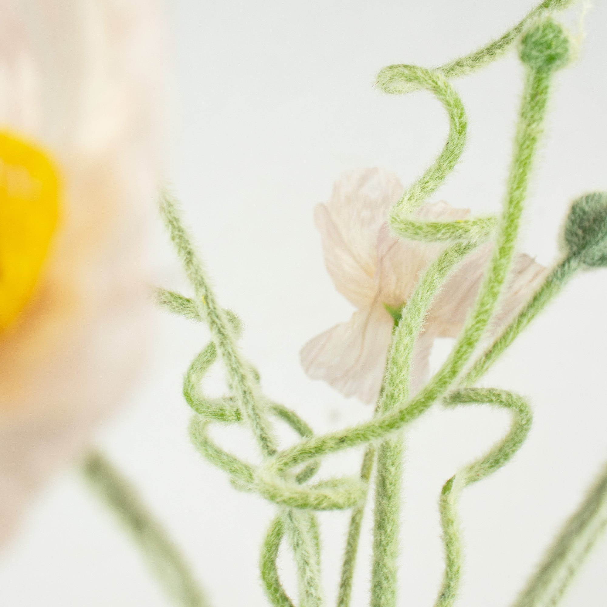 Poppy Flower & Bud Bundle - Light Pink