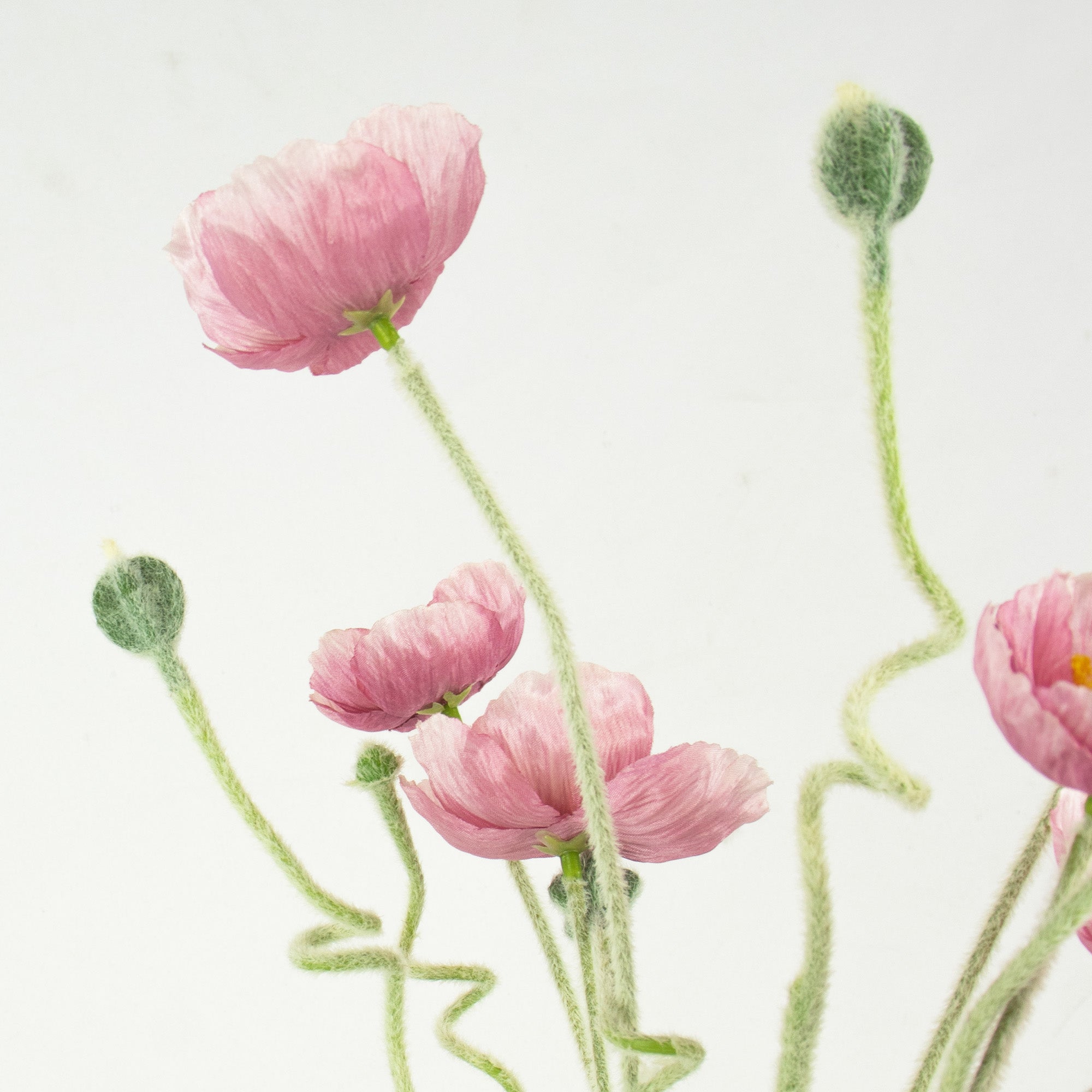 Poppy Flower & Bud Bundle - Pink