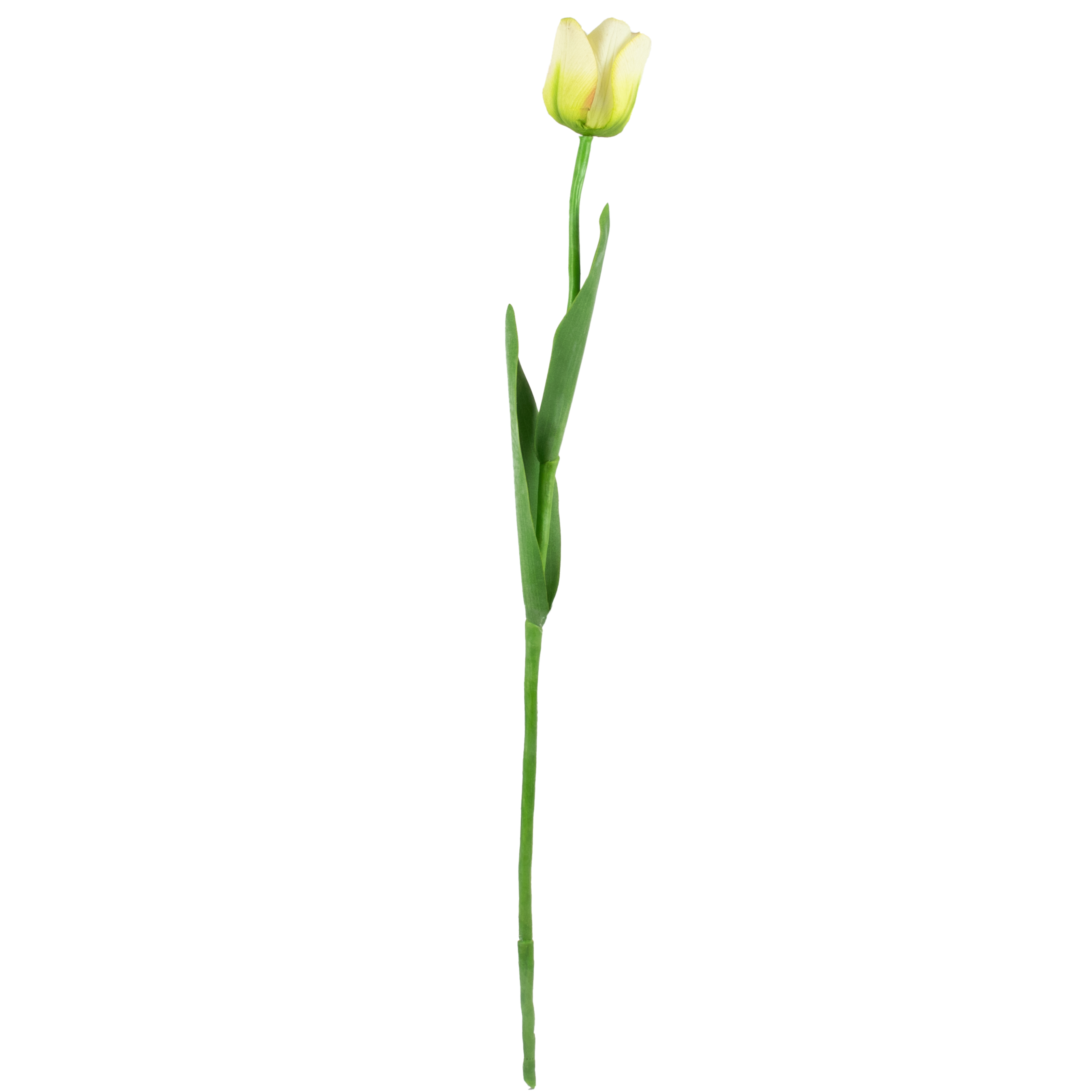 Tulip With Leaves - Lime Green