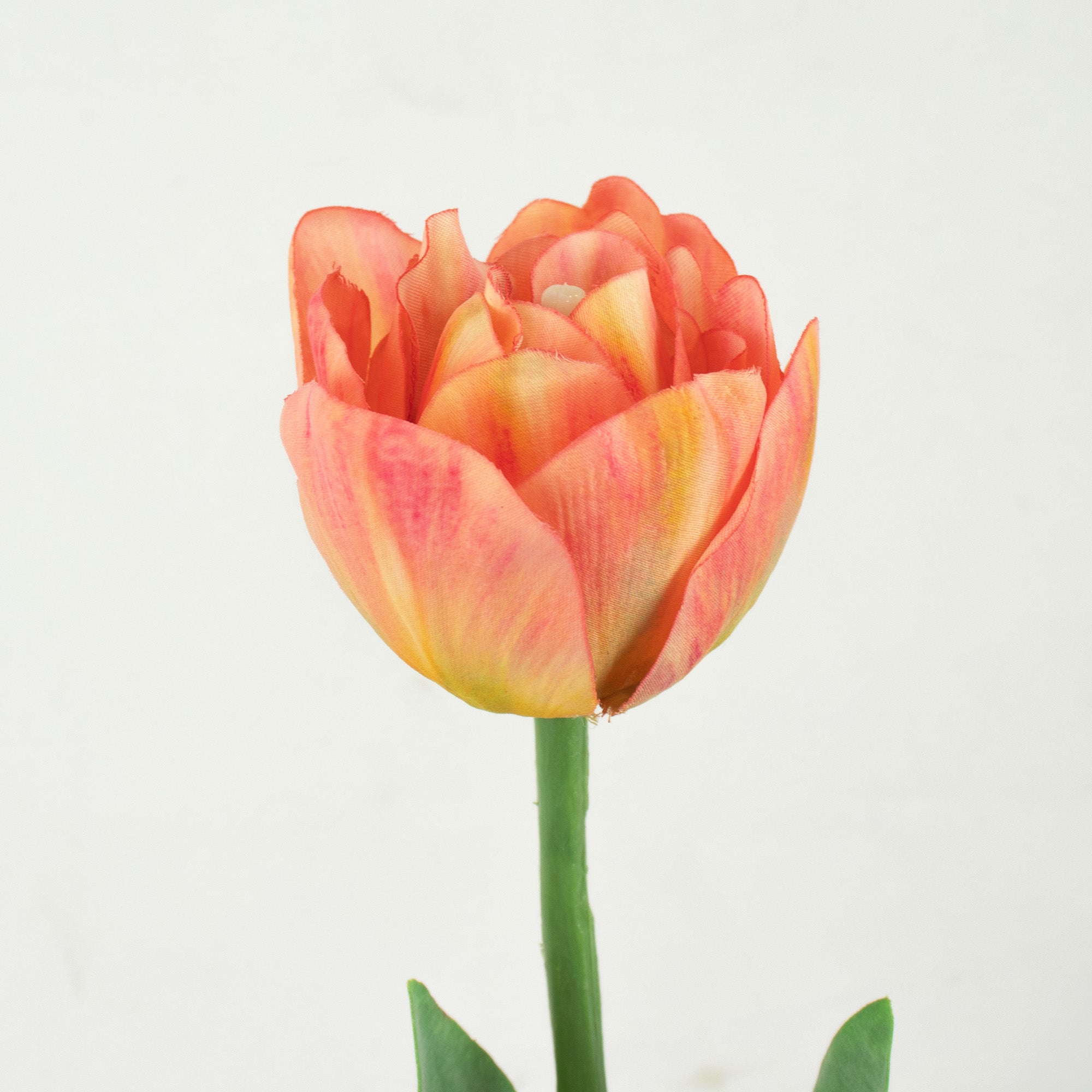 Parrot Tulip With Leaves - Pink