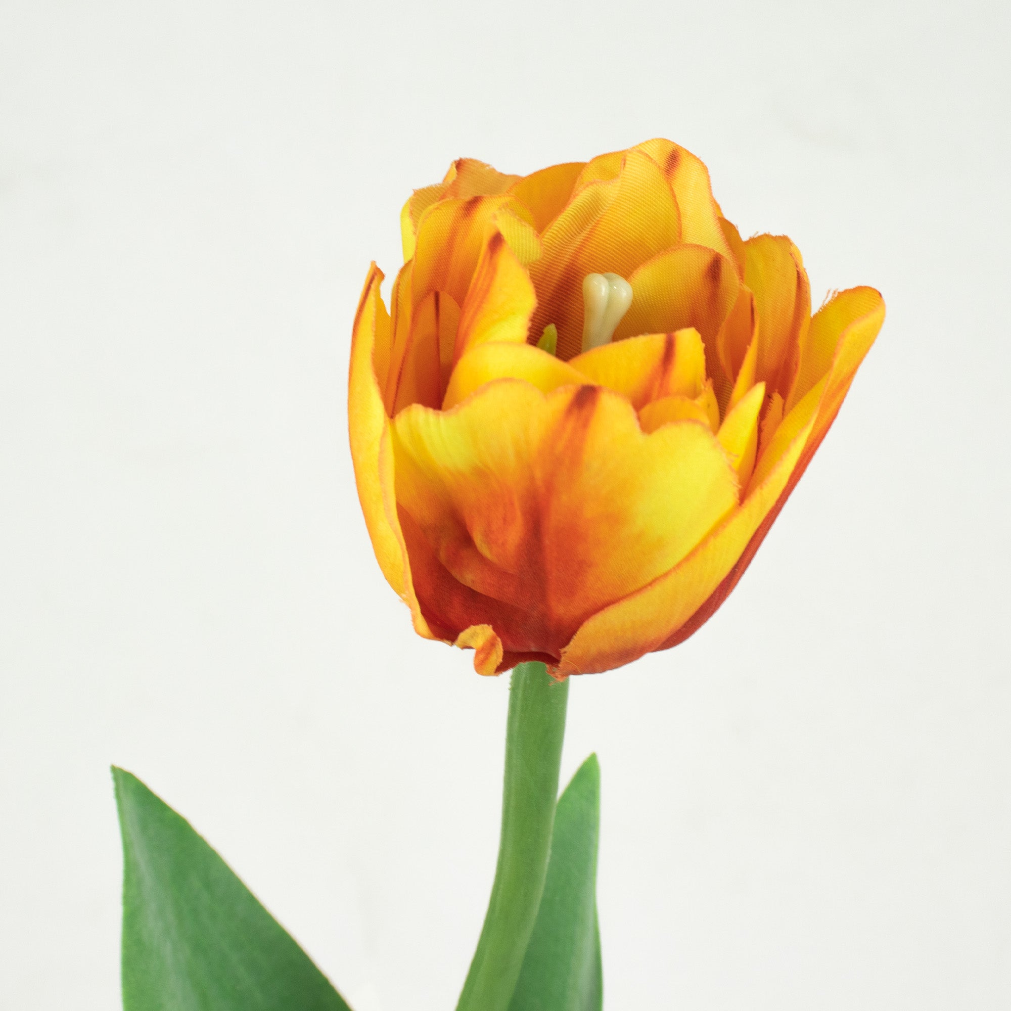 Parrot Tulip With Leaves - Yellow Orange