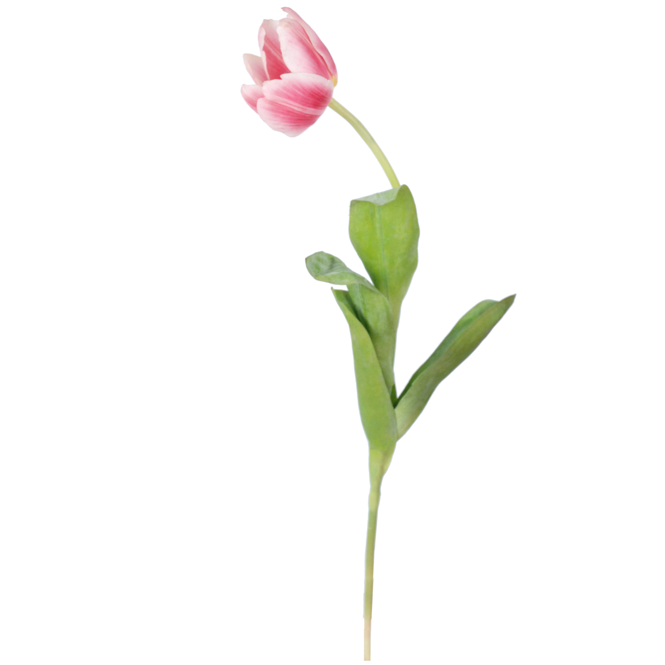 Tulip Open Flower - White Pink