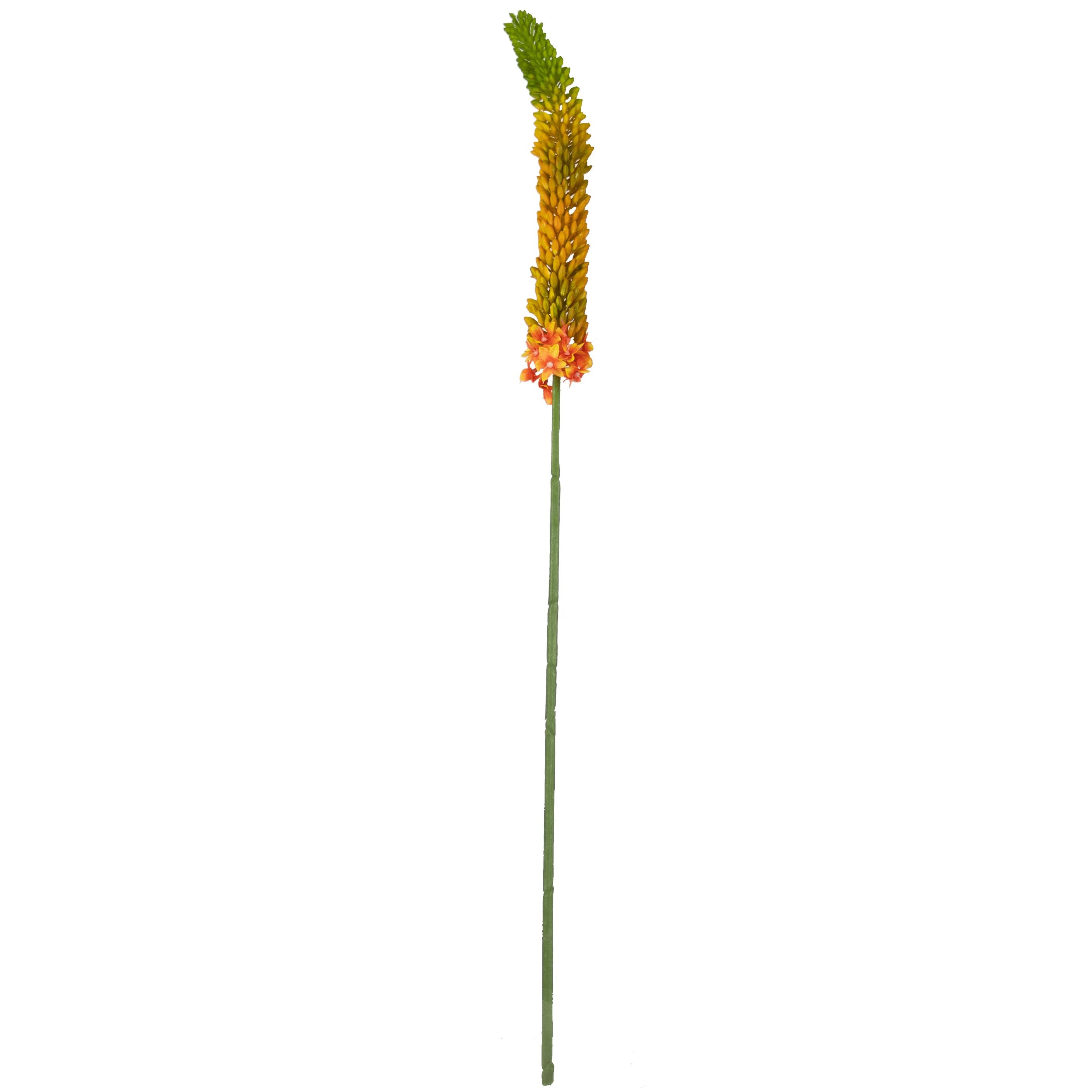 Foxtail Lily