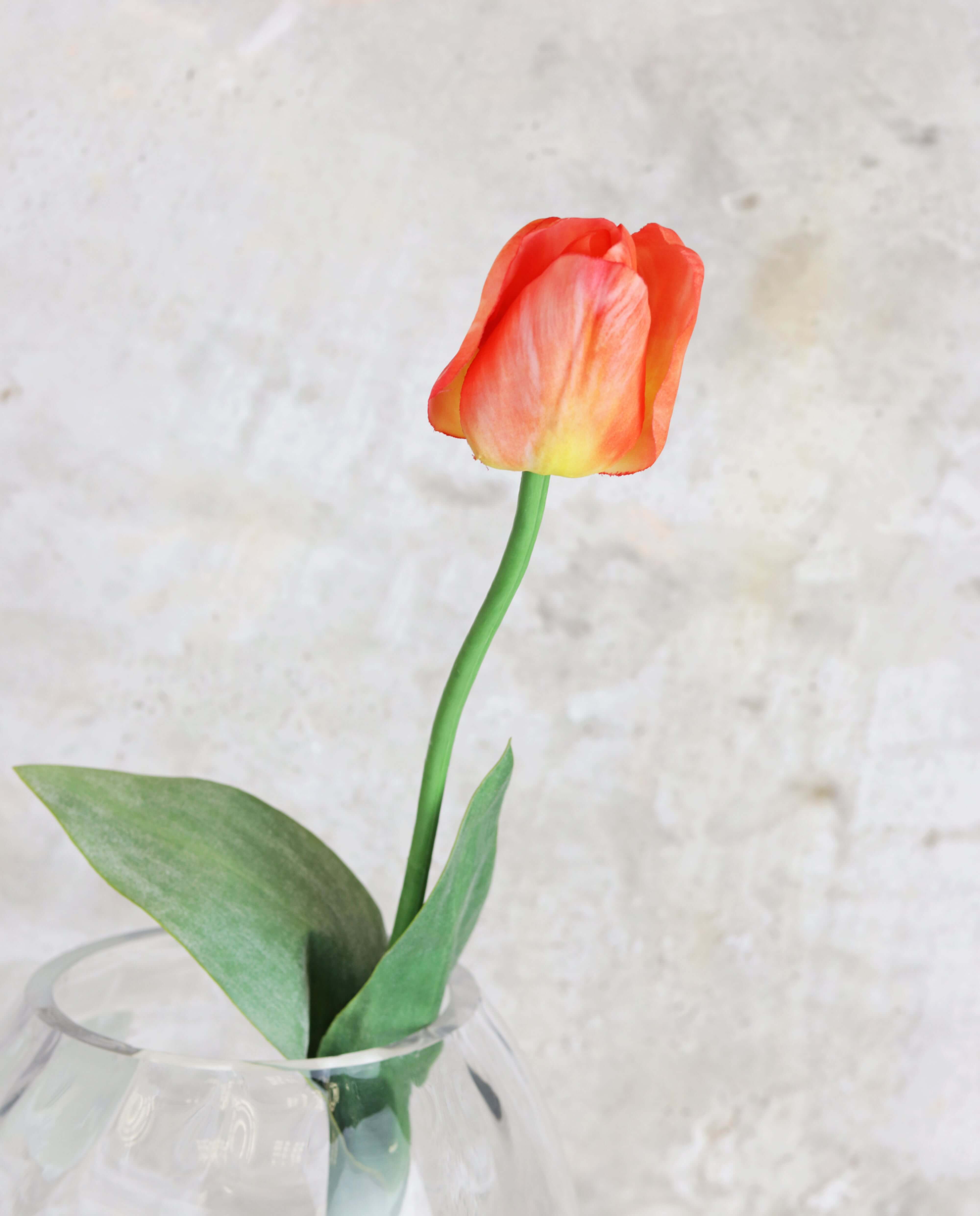 Garden Tulip - Orange