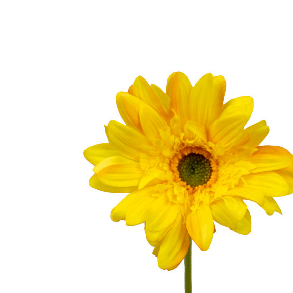 Artificial Gerbera Daisy