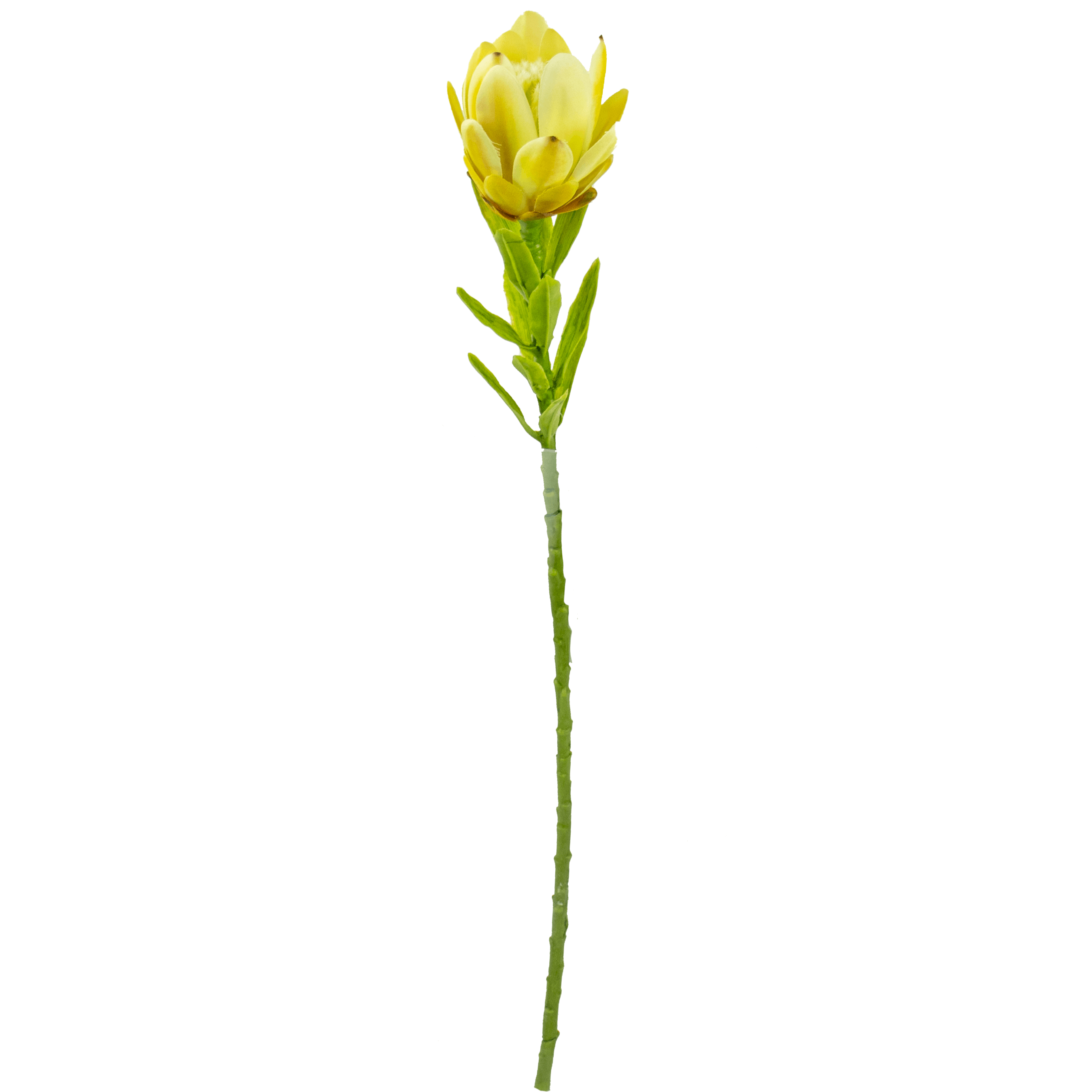 artificial protea flower stem