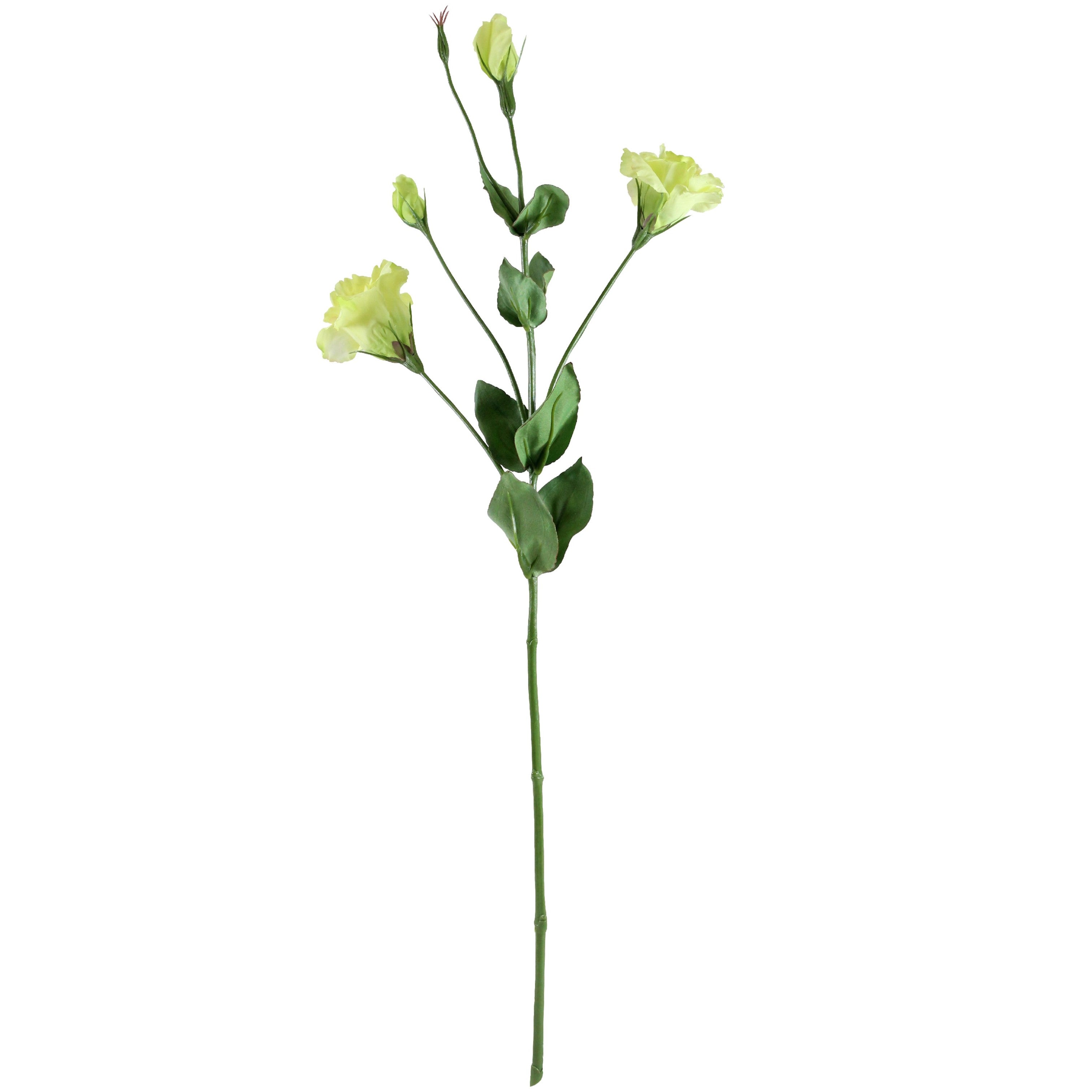Lisianthus Spray - Green