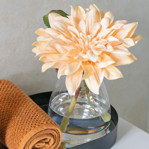 Cream-Dahlia