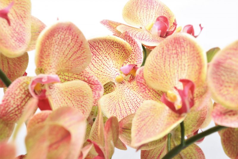 artificial orchid