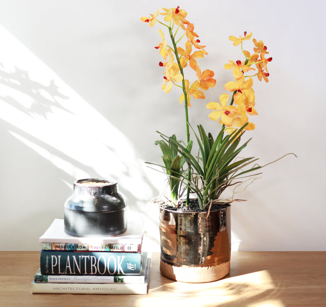 Fake Orchid plant