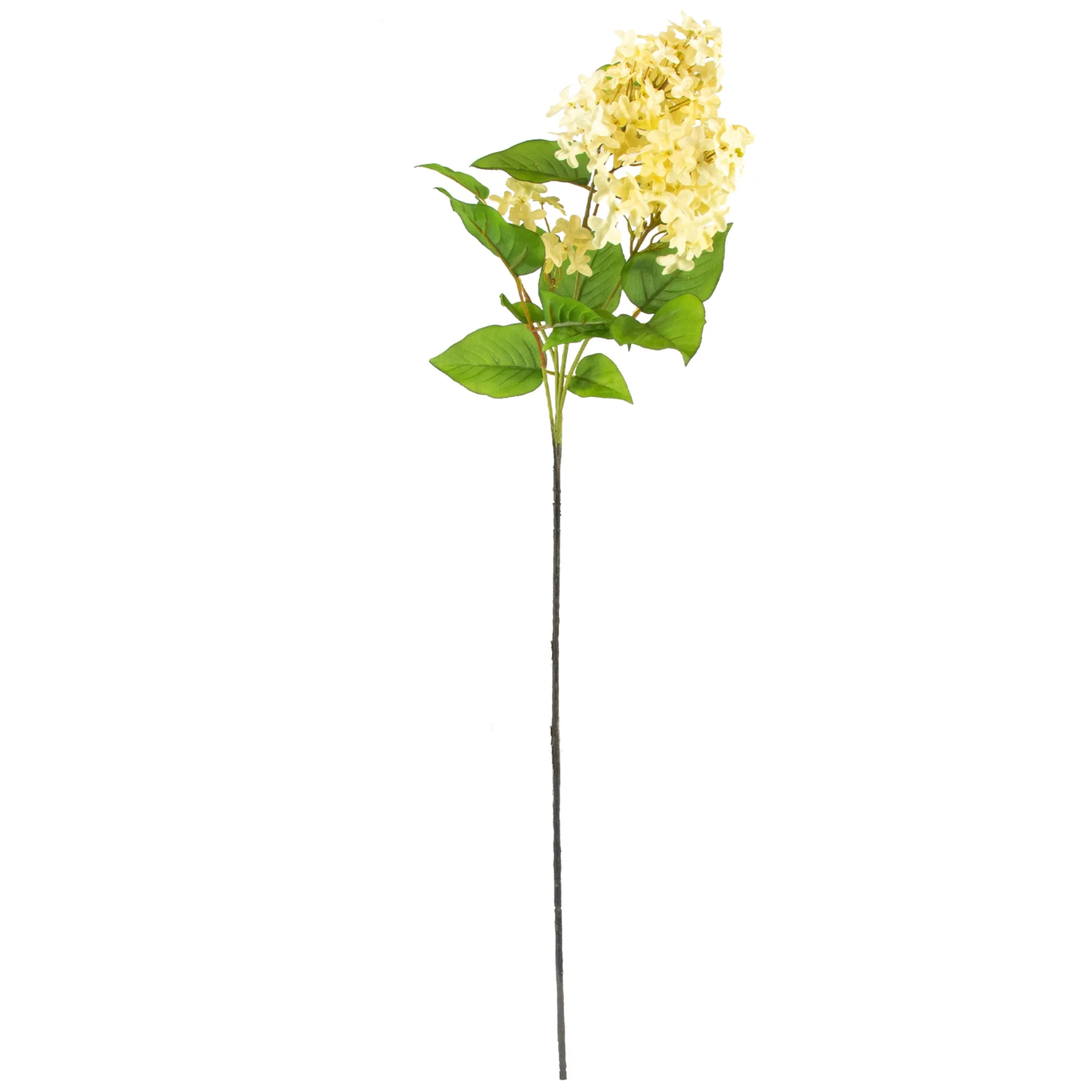 Lilacs Flower - Cream