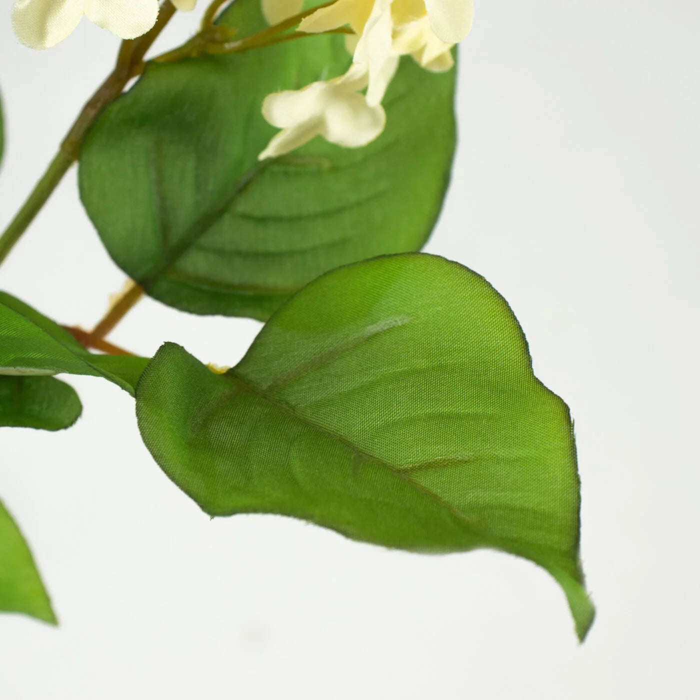 Lilacs Flower - Cream