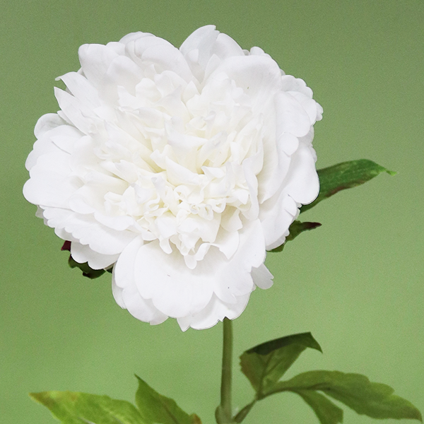 Peony Stem - White Real-Touch