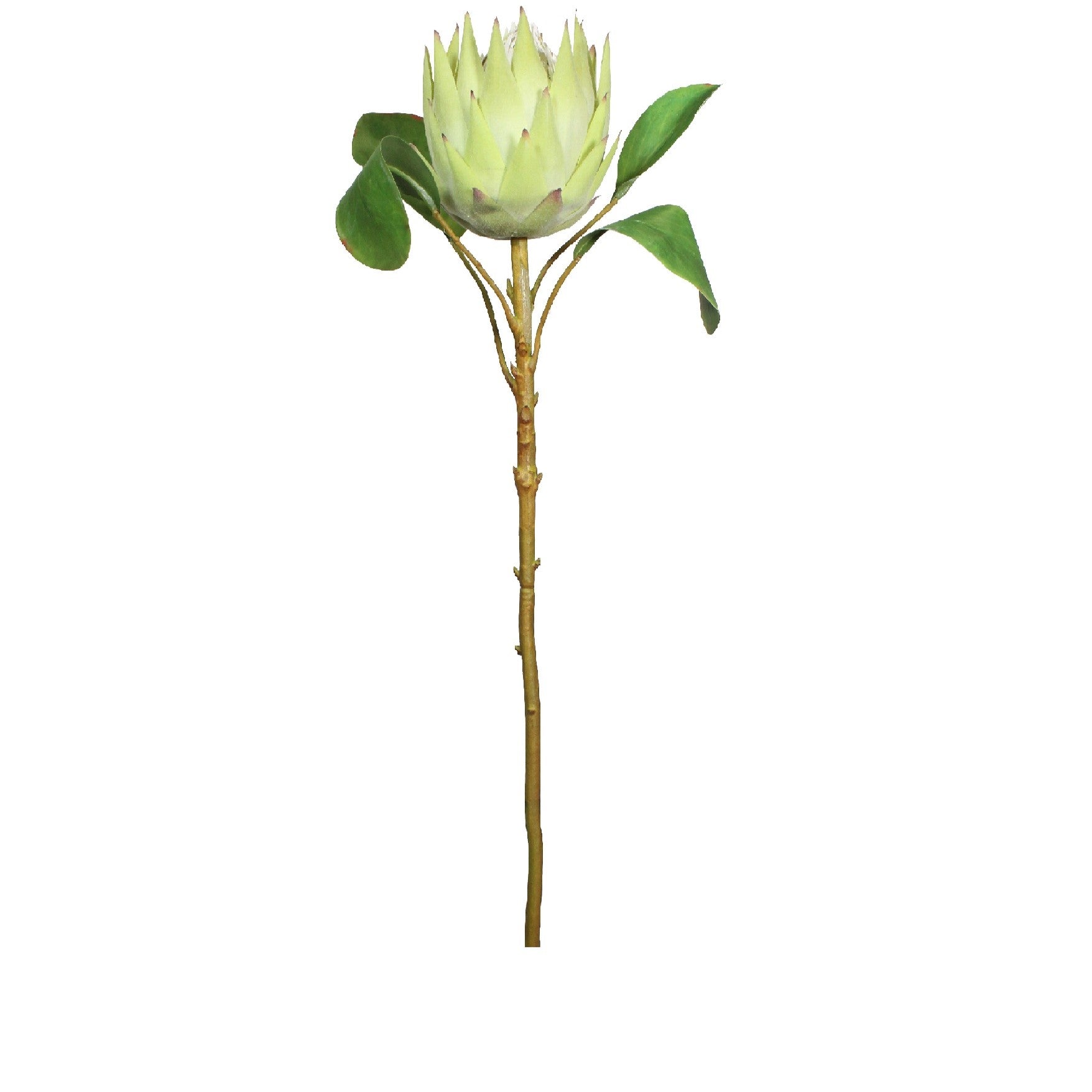 Artificial green protea flower stem