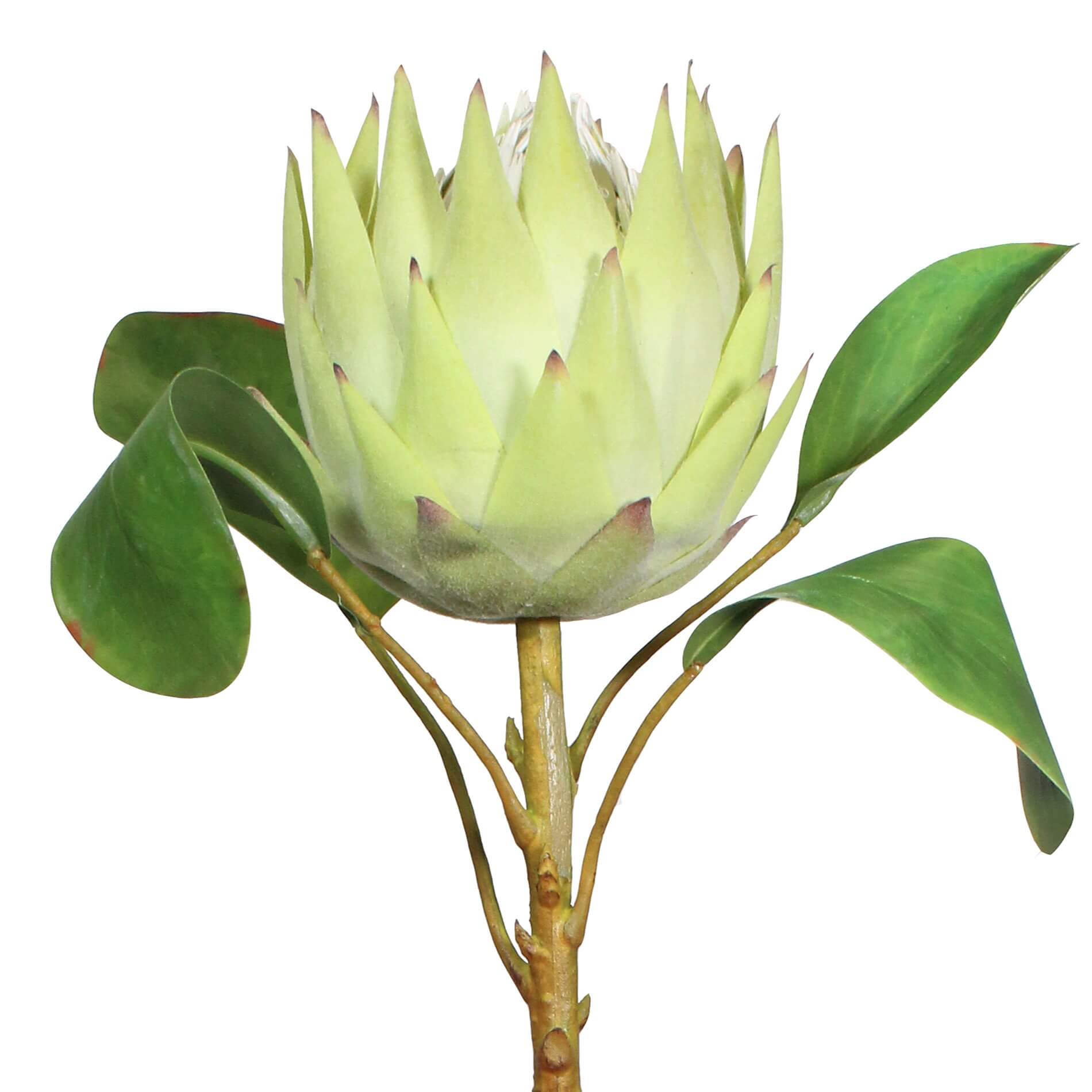 Artificial protea flower