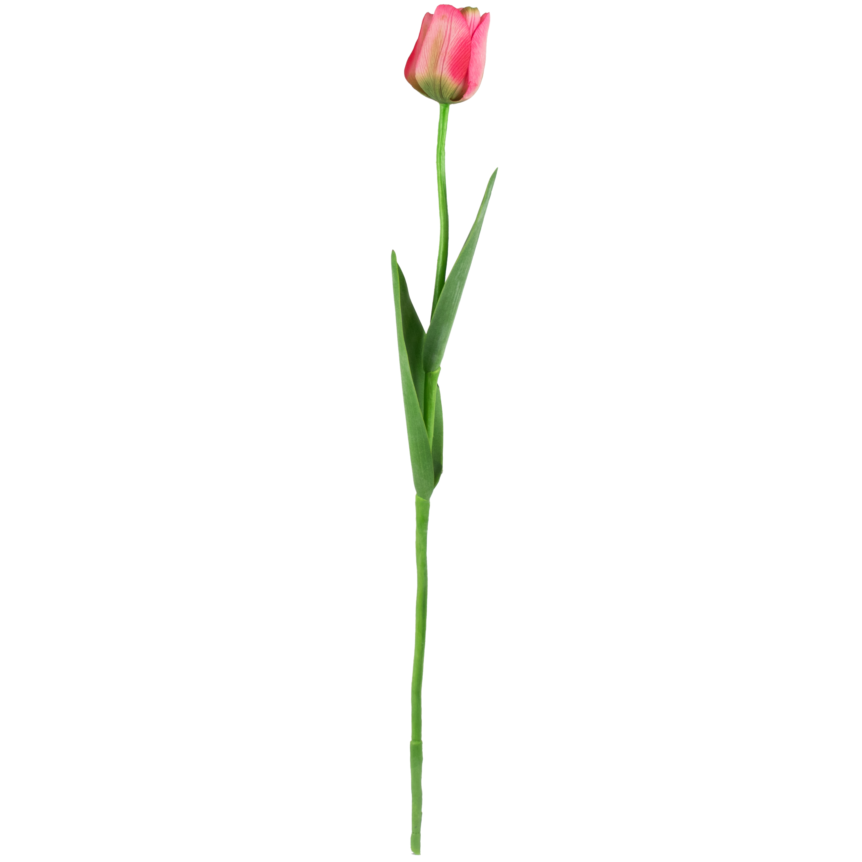 Tulip With Leaves - Hot Pink