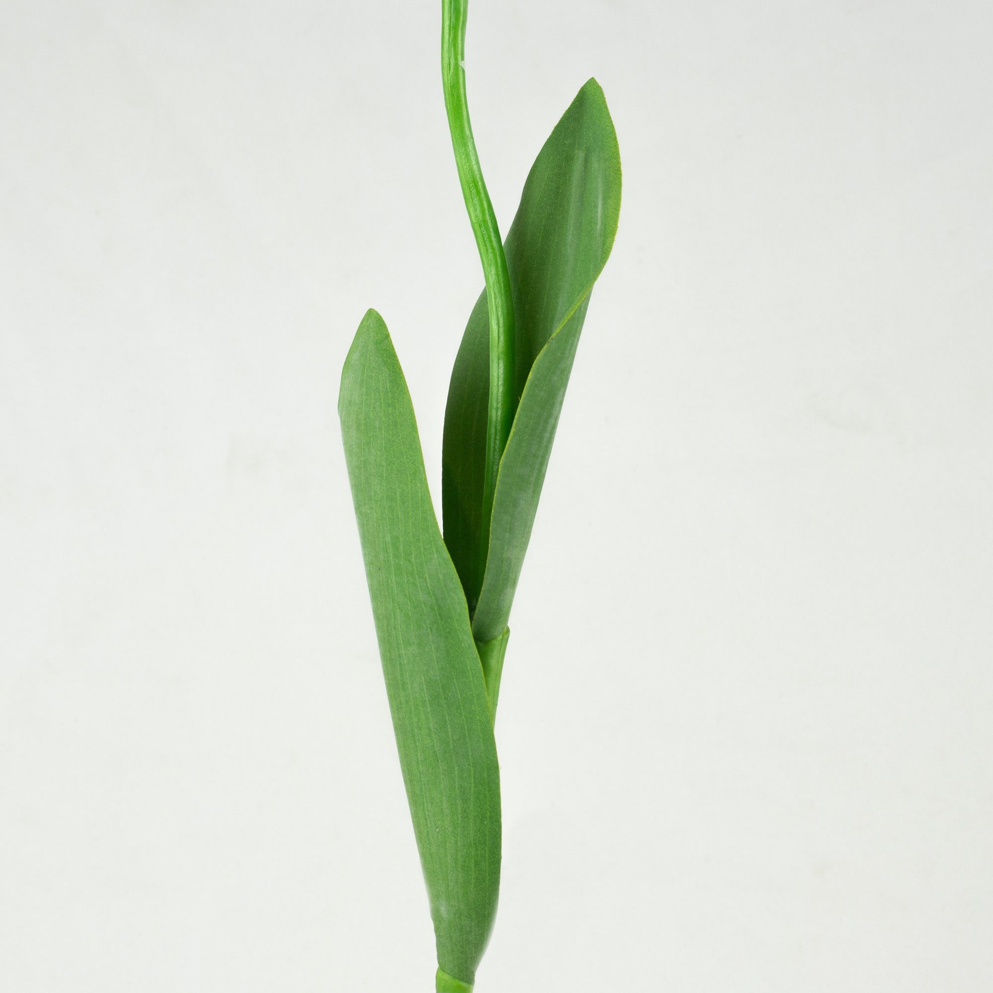 Tulip With Leaves - Hot Pink