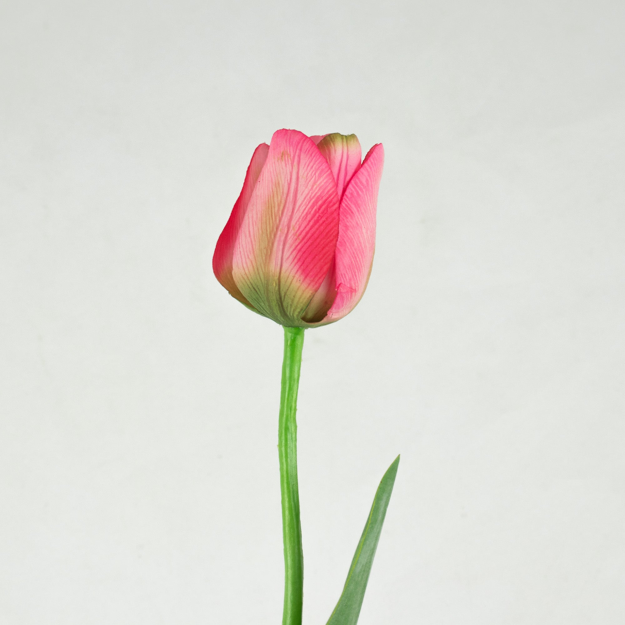 Tulip With Leaves - Hot Pink