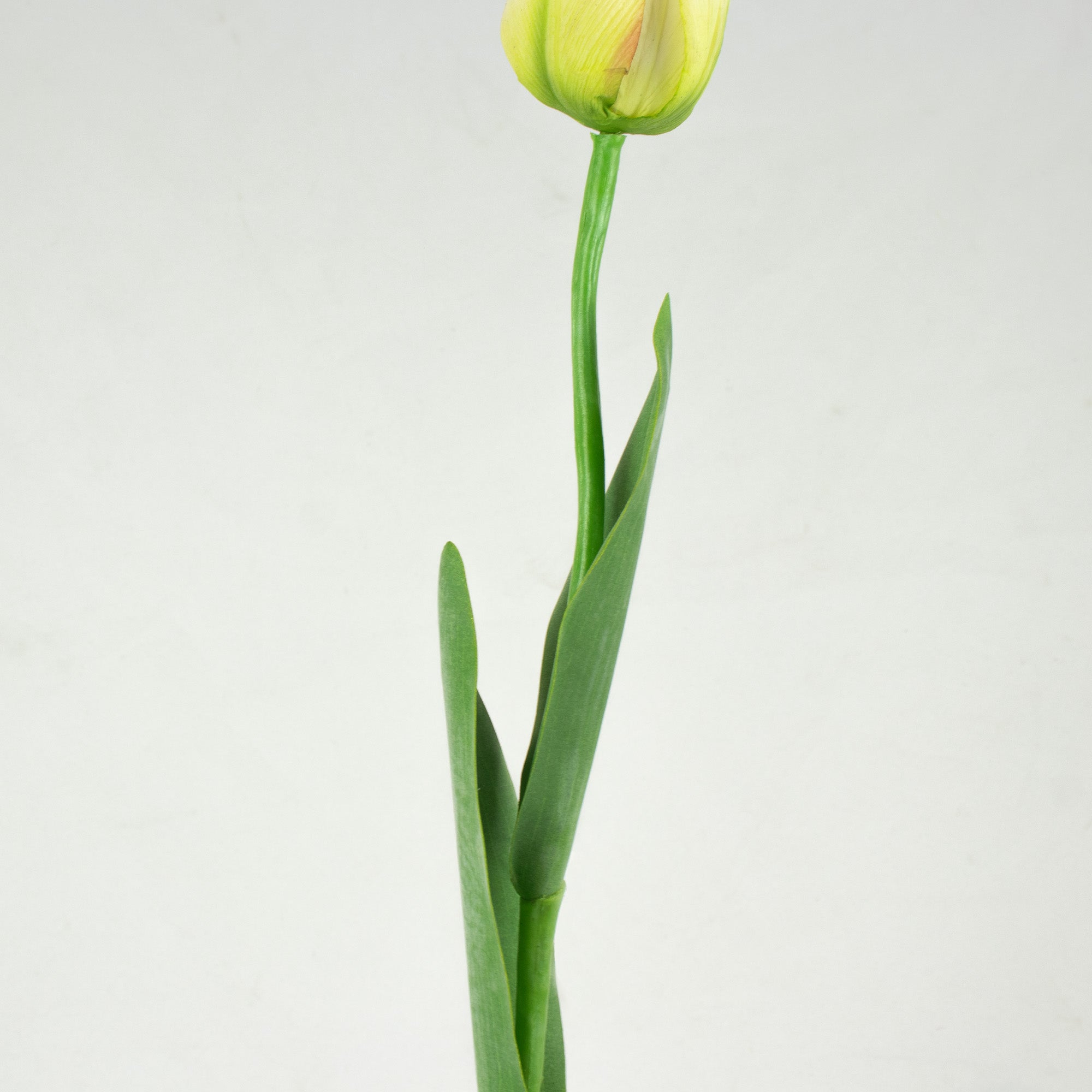 Tulip With Leaves - Lime Green