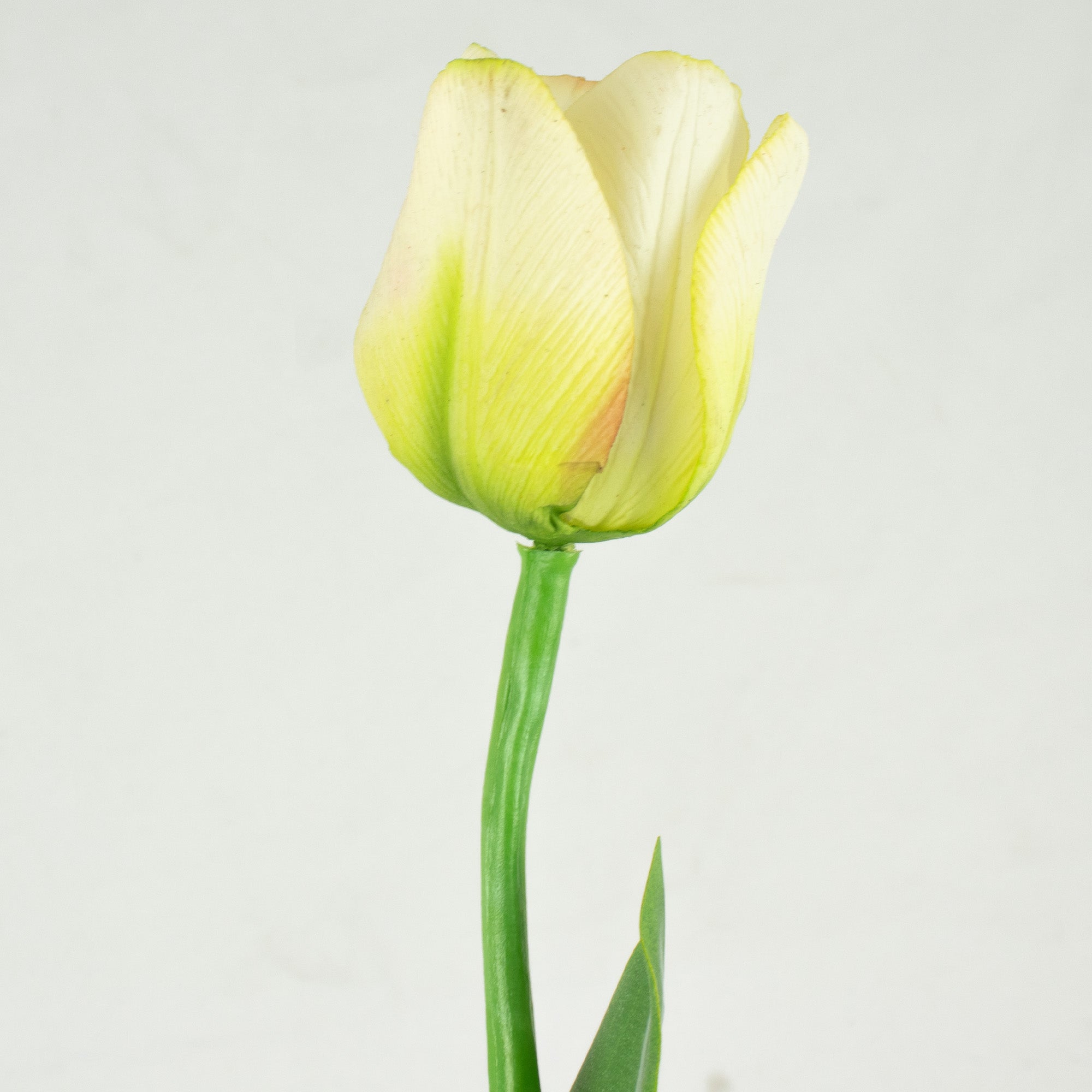 Tulip With Leaves - Lime Green