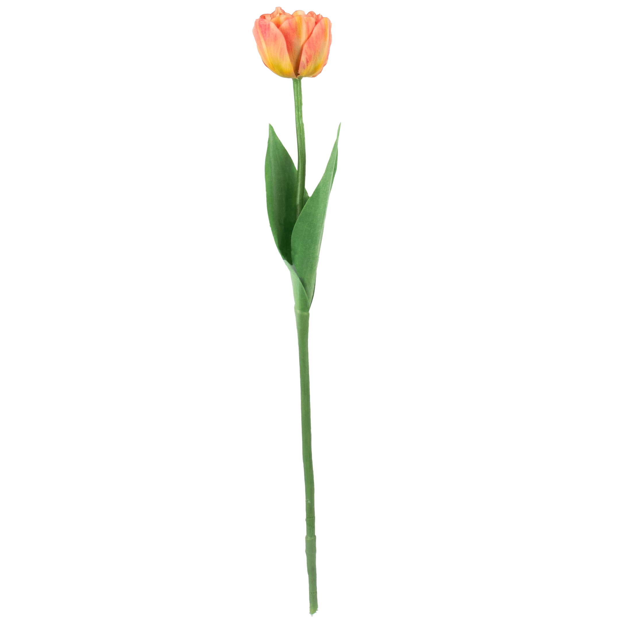 Parrot Tulip With Leaves - Pink