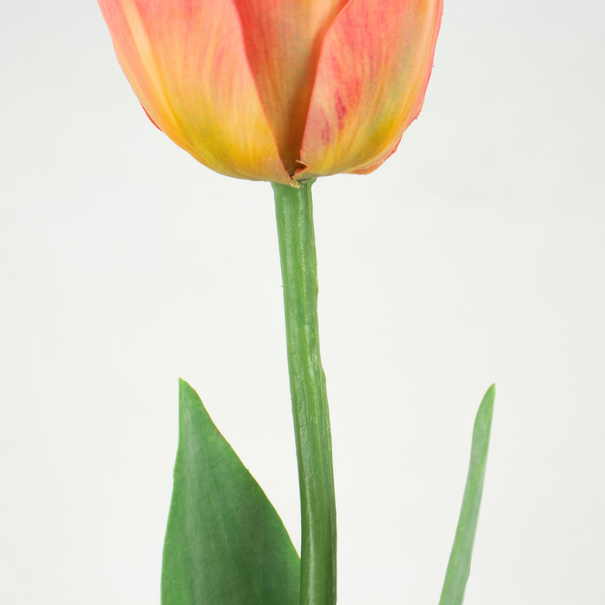 Parrot Tulip With Leaves - Pink