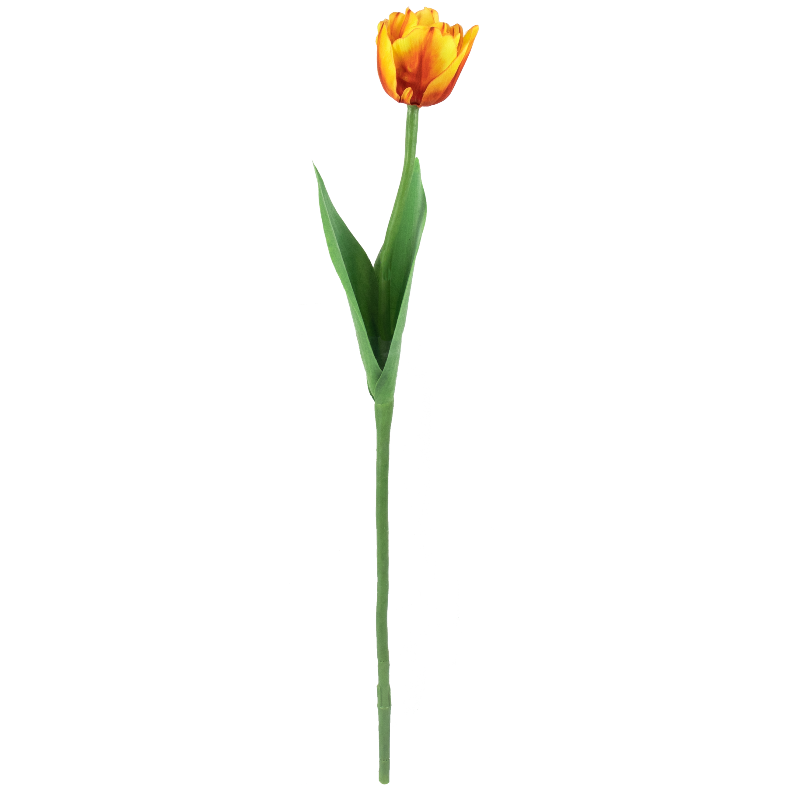 Parrot Tulip With Leaves - Yellow Orange