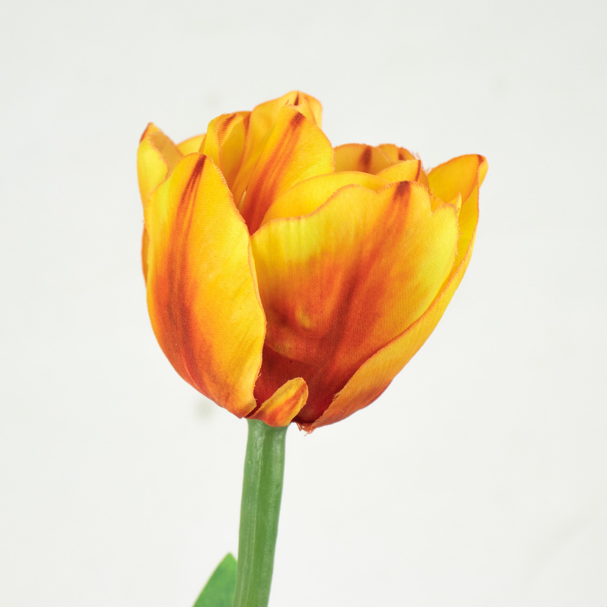 Parrot Tulip With Leaves - Yellow Orange