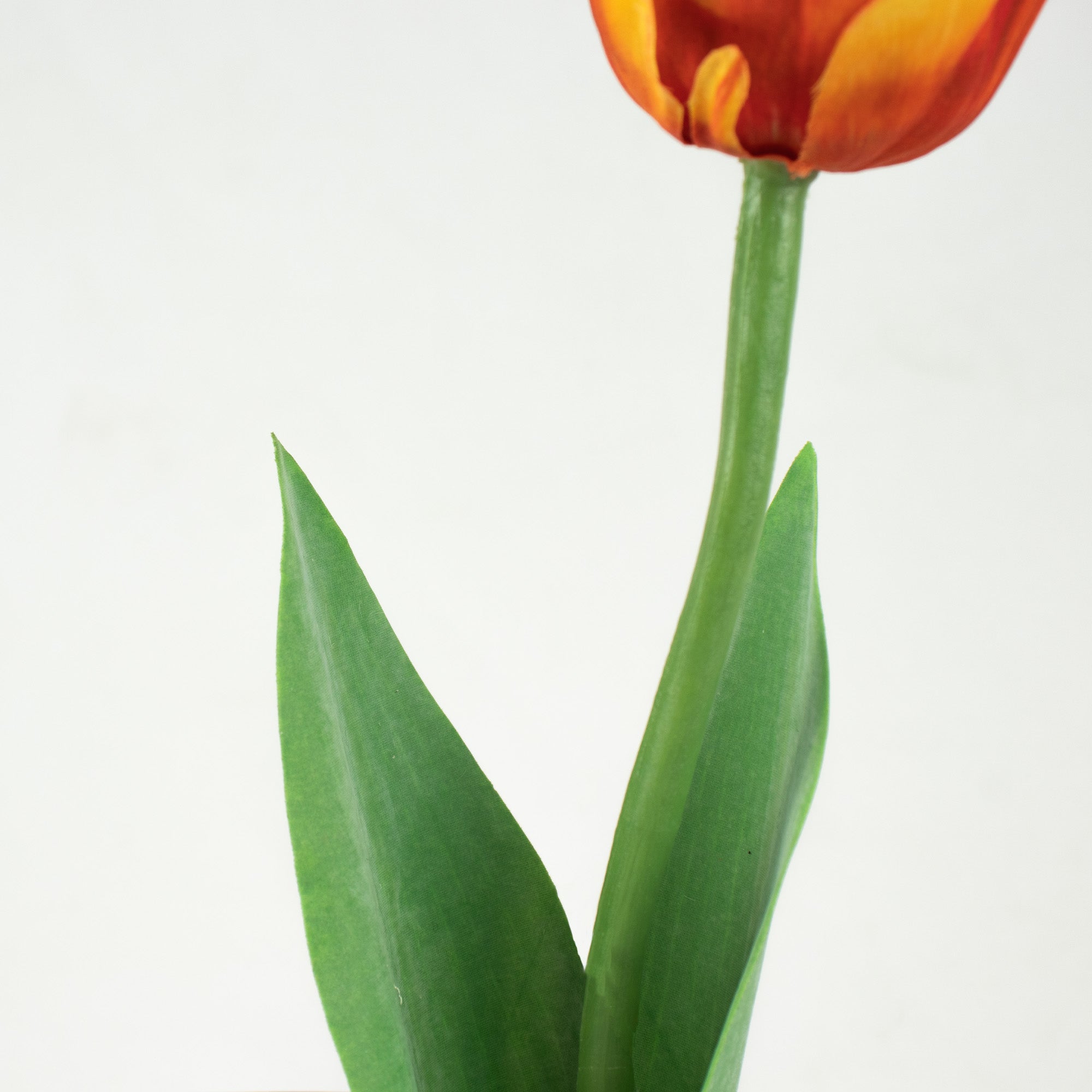 Parrot Tulip With Leaves - Yellow Orange