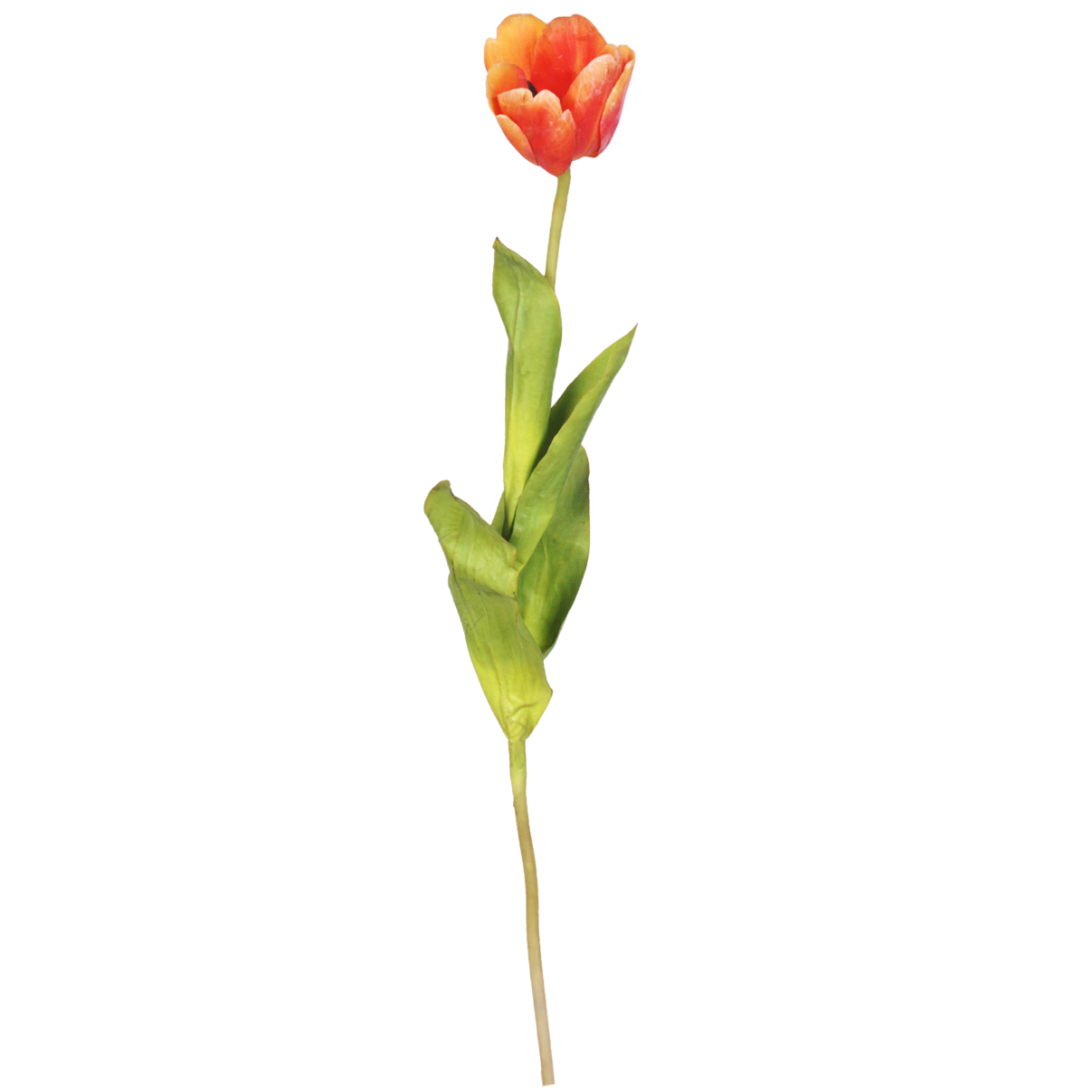 Tulip Open Flower - Salmon