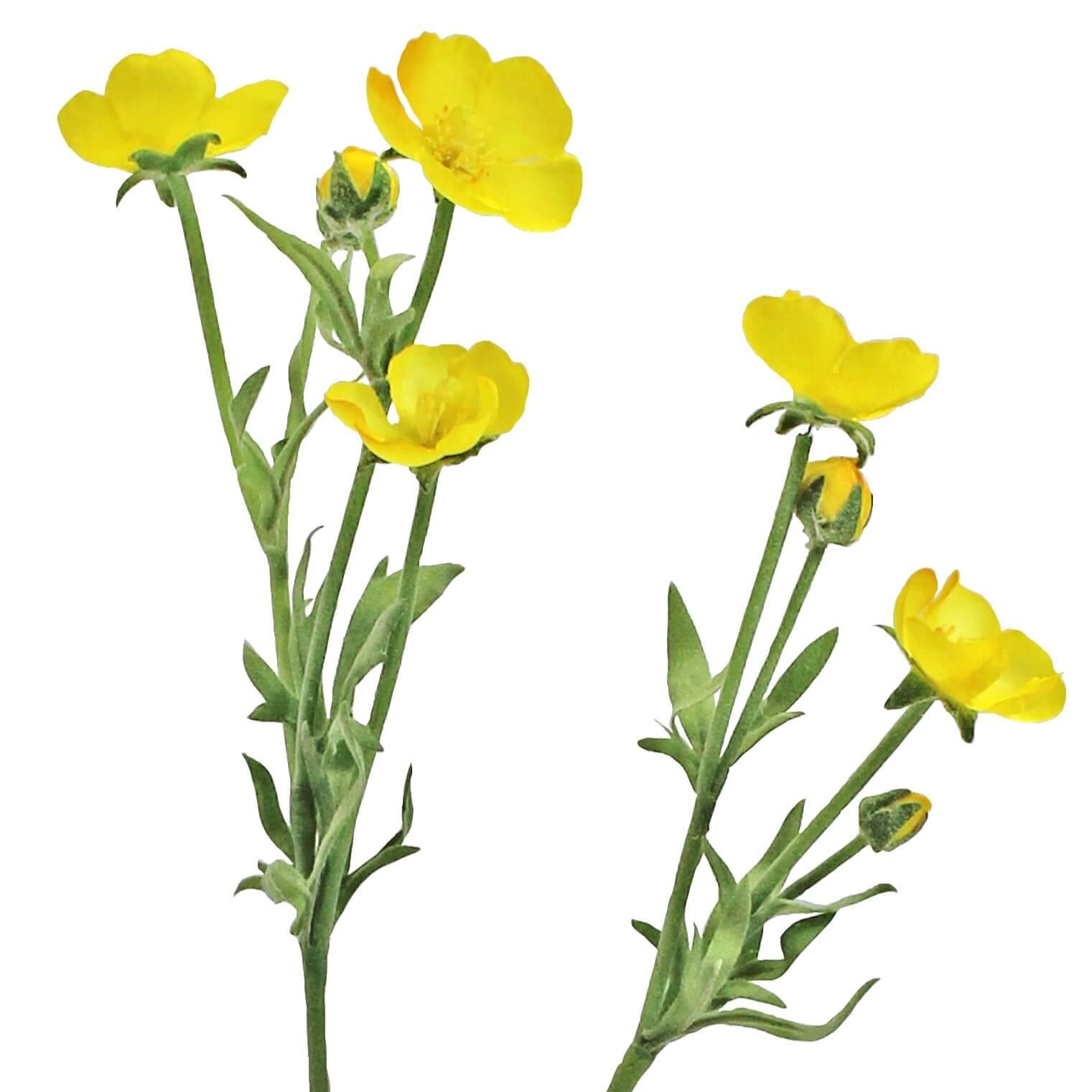 fake buttercup flower stem