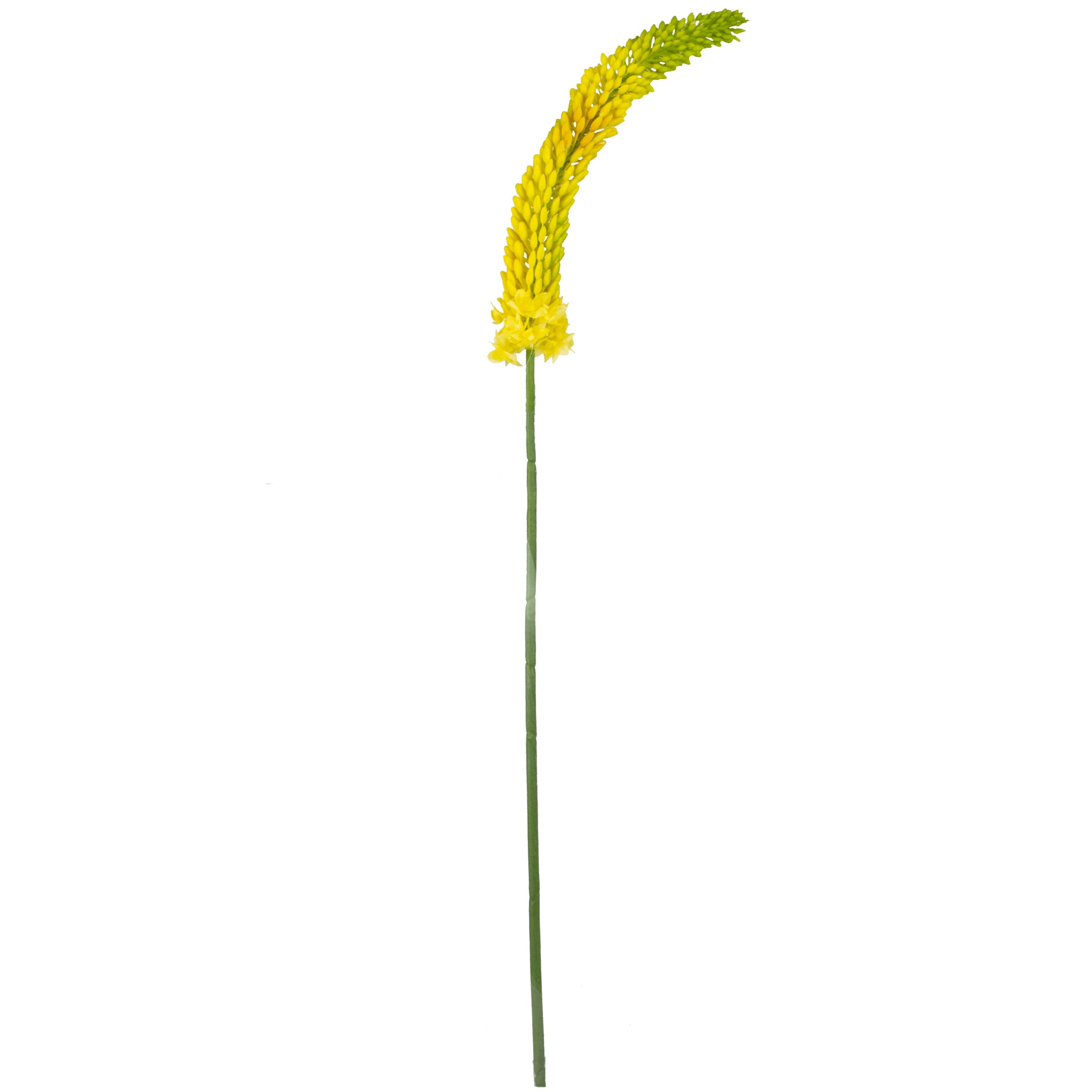 Foxtail Lily