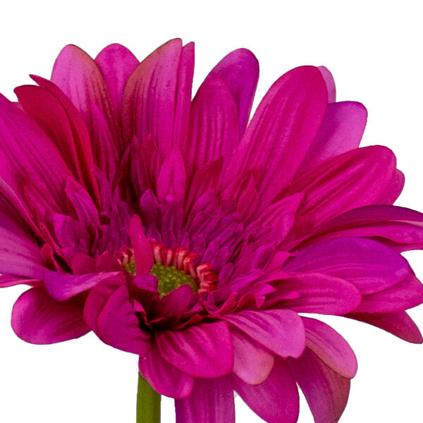 Fake Gerbera Daisy