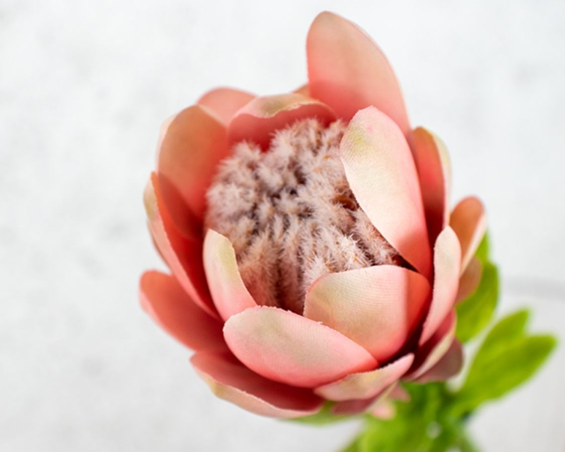 artificial protea flower close up image