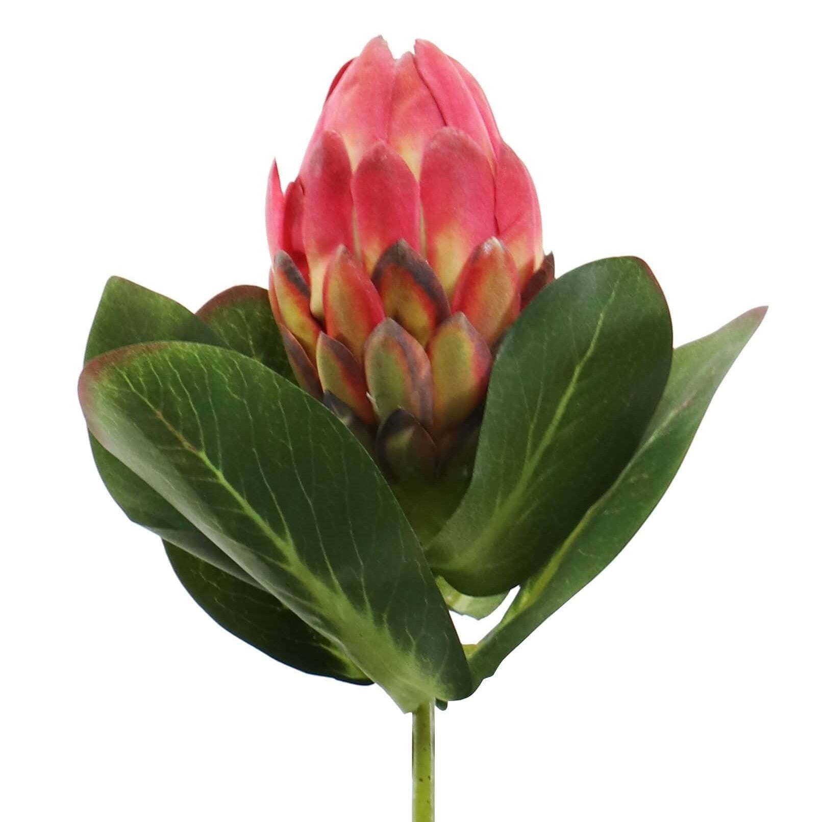 Artifical Queen Protea Stem in Red