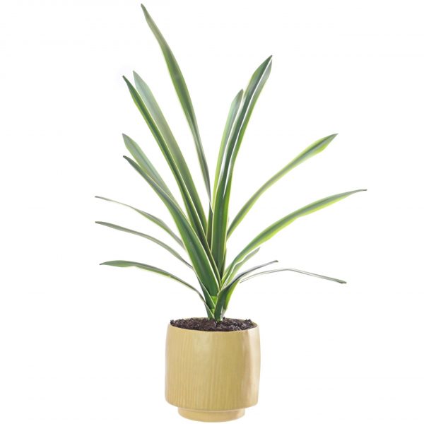 Fake Sansevieria Plant in Ceramic Pot