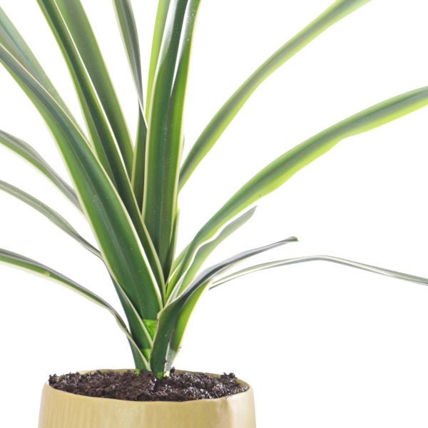 Fake Sansevieria Plant