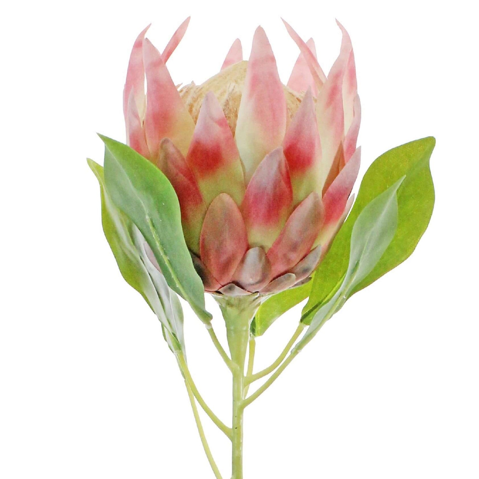 Satin King Protea Artifical stem in Pink Cream