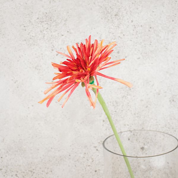 Fake Spider Chrysanthemum Stem in Red