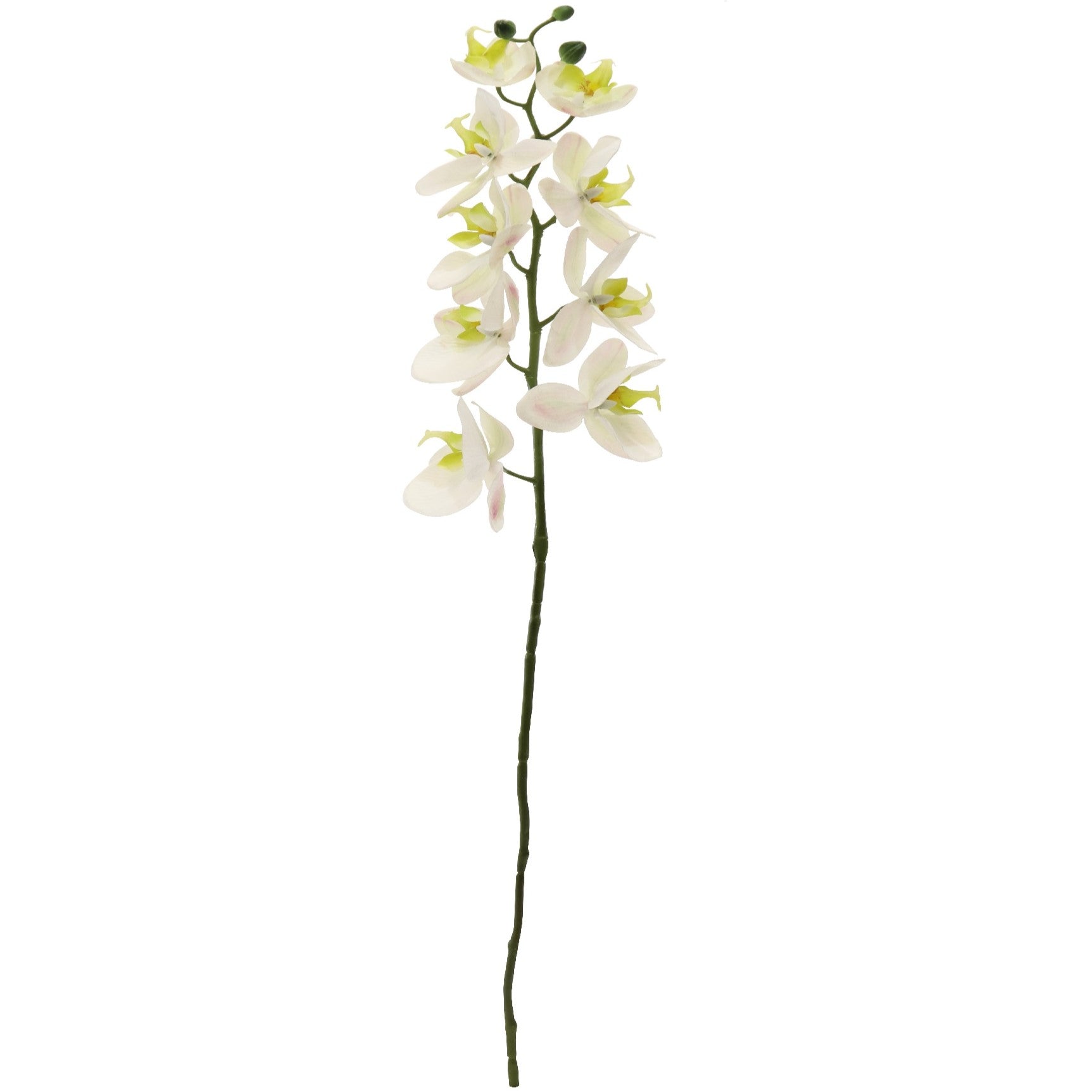 Phalenopsis Orchid - 77cm