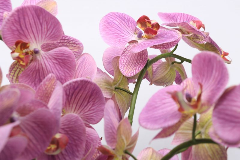 Artificial mauve orchid plant 